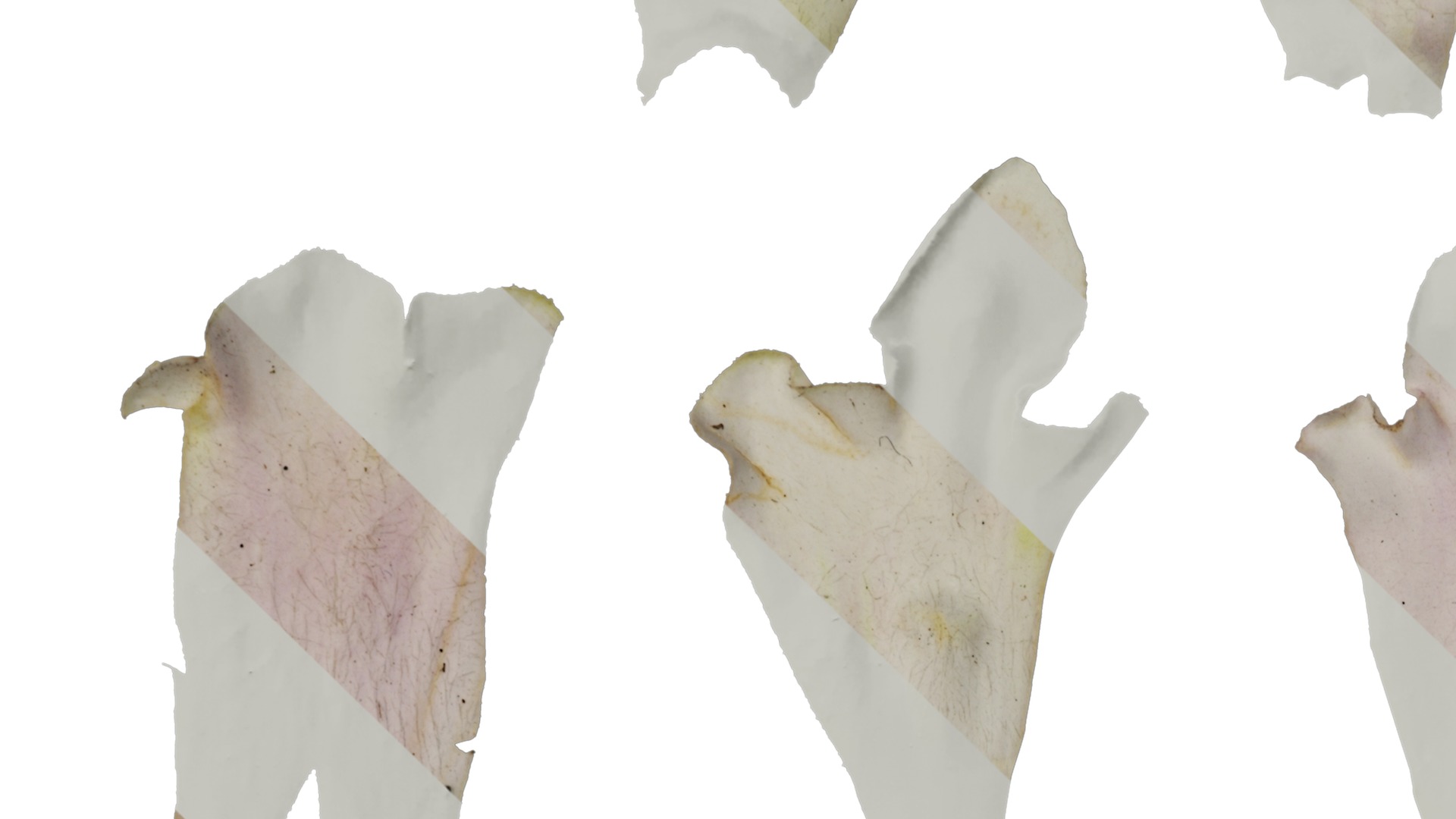 Anydrafts Sesamum indicum Atlas 01 Texture_3