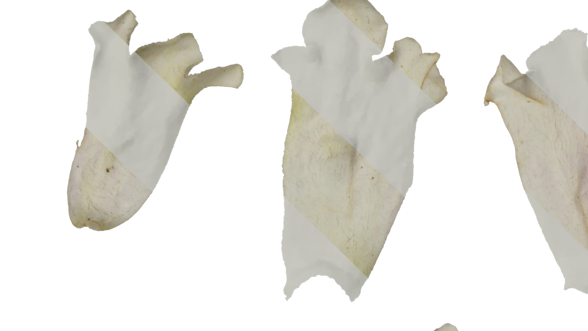 Anydrafts Sesamum indicum Atlas 01 Texture_1