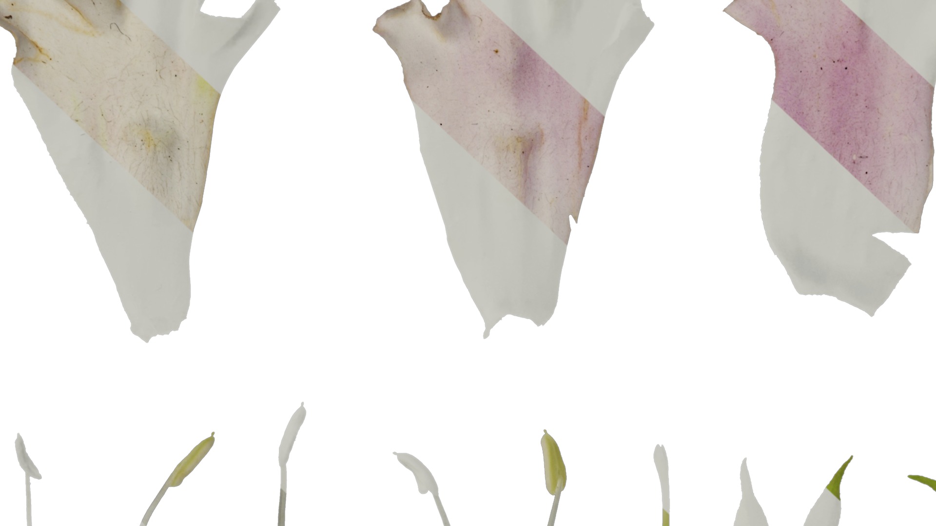 Anydrafts Sesamum indicum Atlas 01 Texture_7