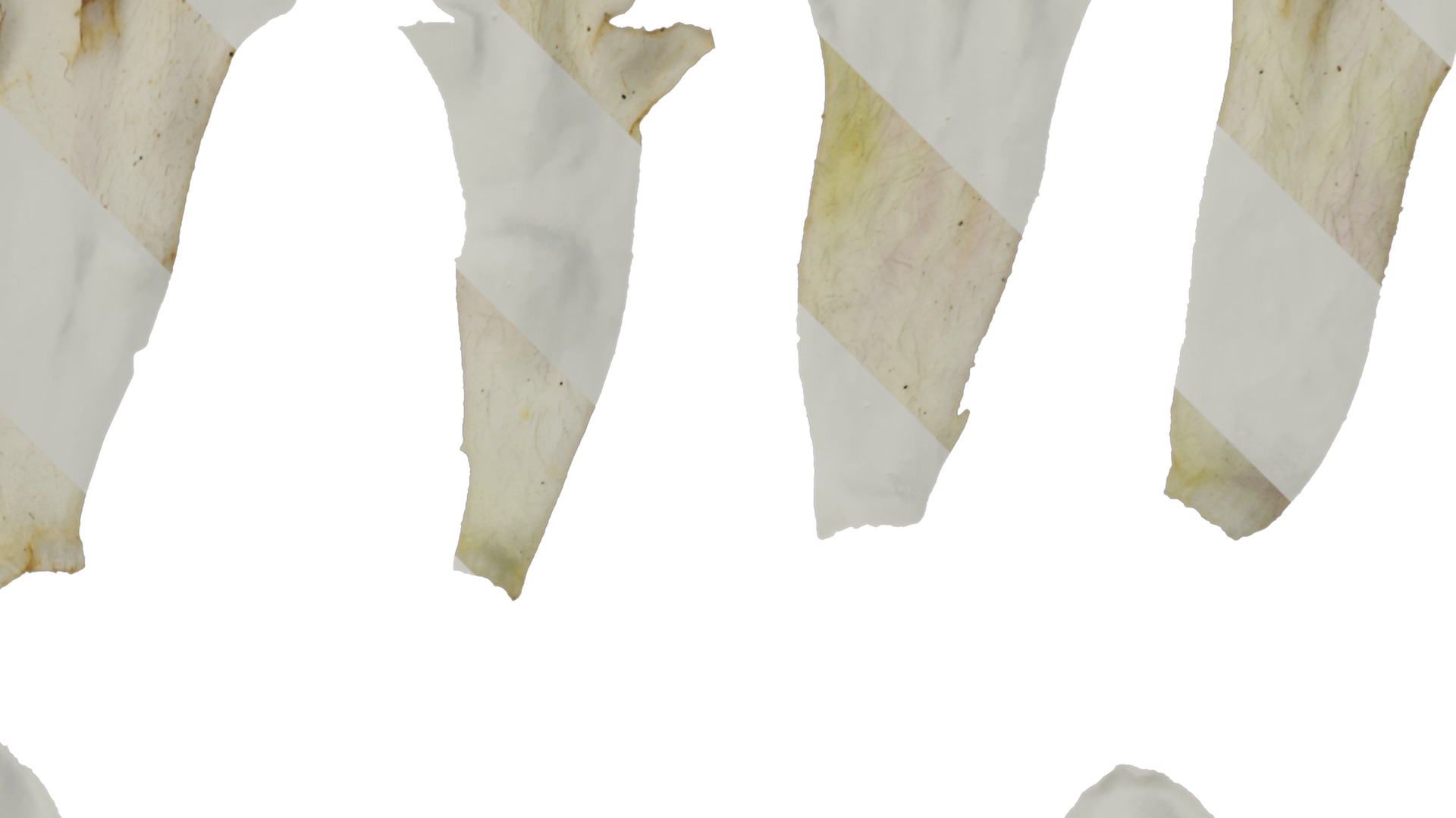 Anydrafts Sesamum indicum Atlas 01 Texture_2