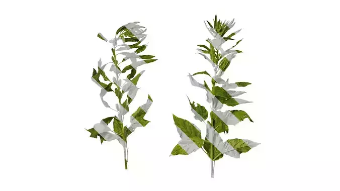 Anydrafts Sesamum indicum Atlas 02