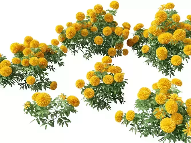 HighPolyLowPoly Tagetes erecta - African marigold 