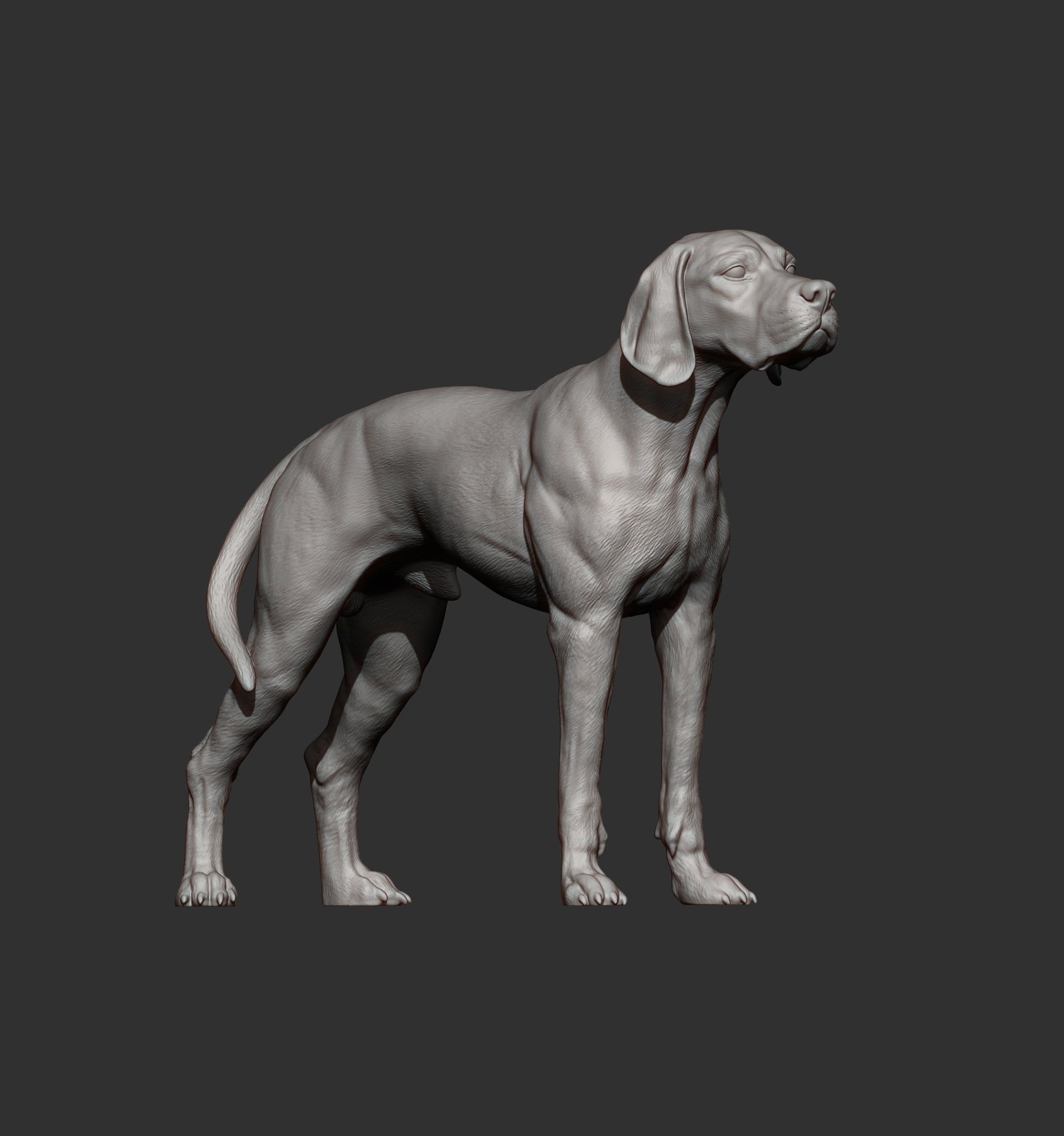 English Pointer 3D print model_6
