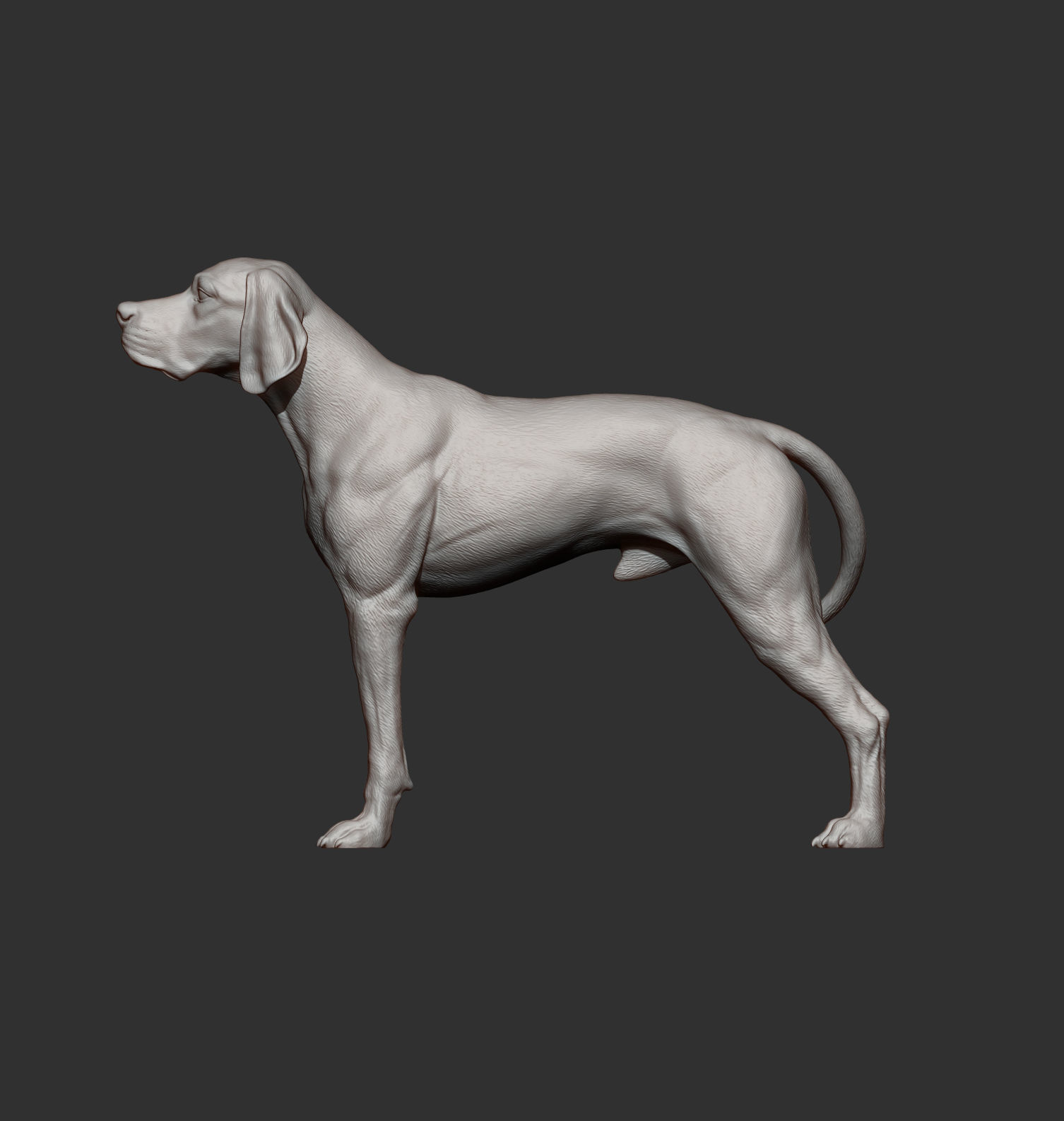 English Pointer 3D print model_9