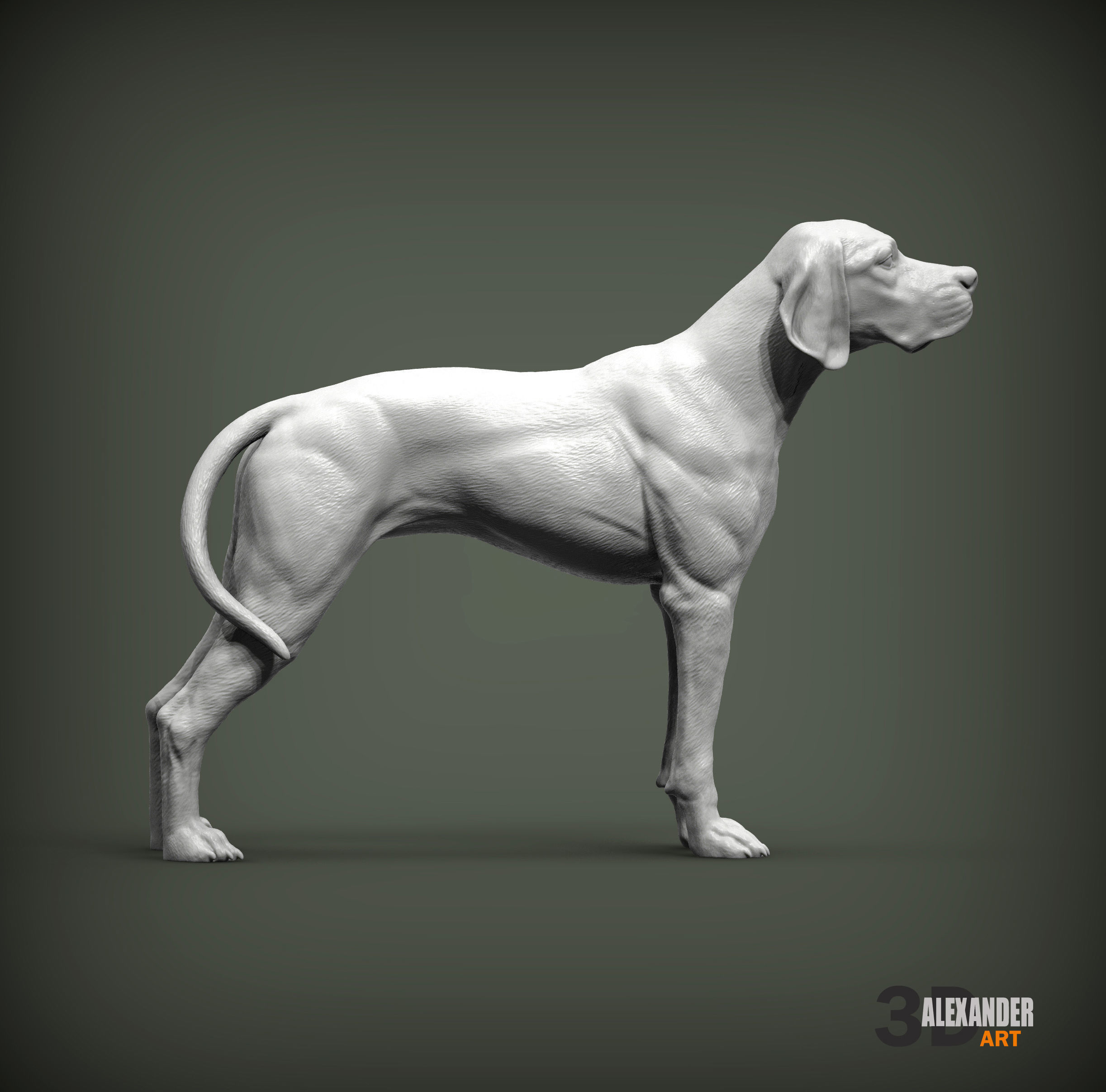 English Pointer 3D print model_4