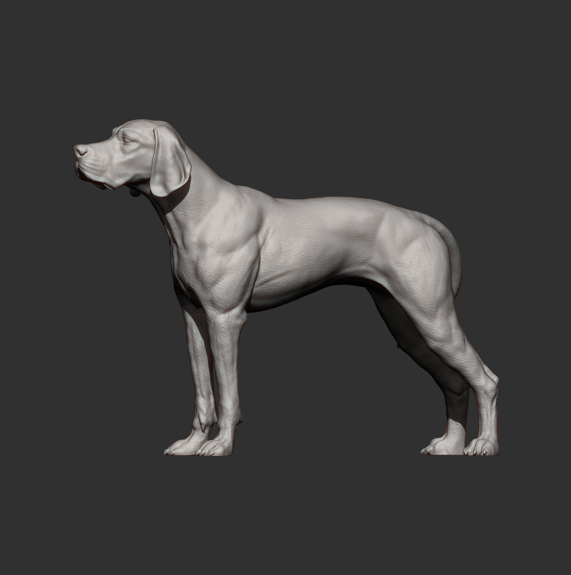 English Pointer 3D print model_11
