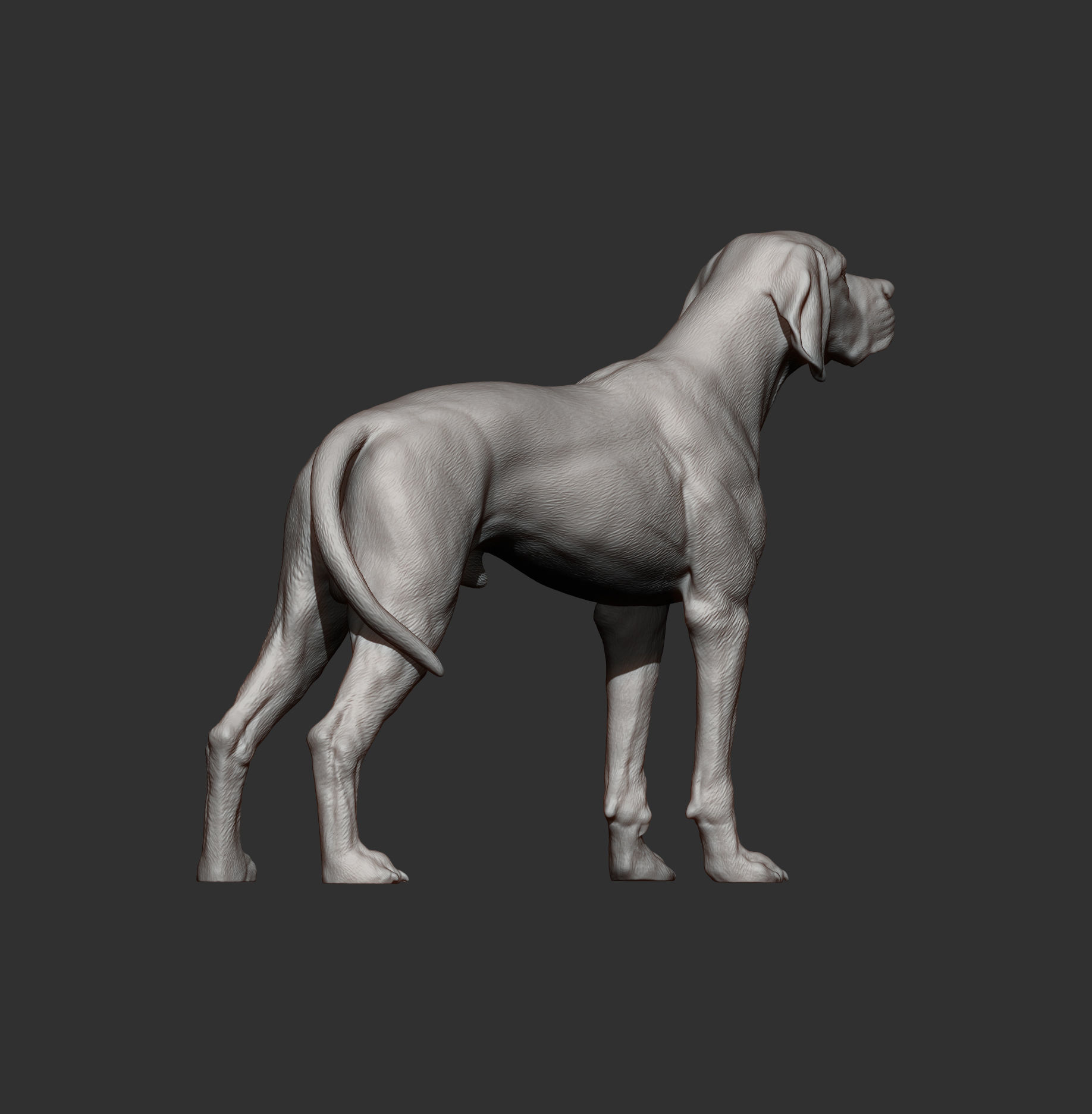 English Pointer 3D print model_8