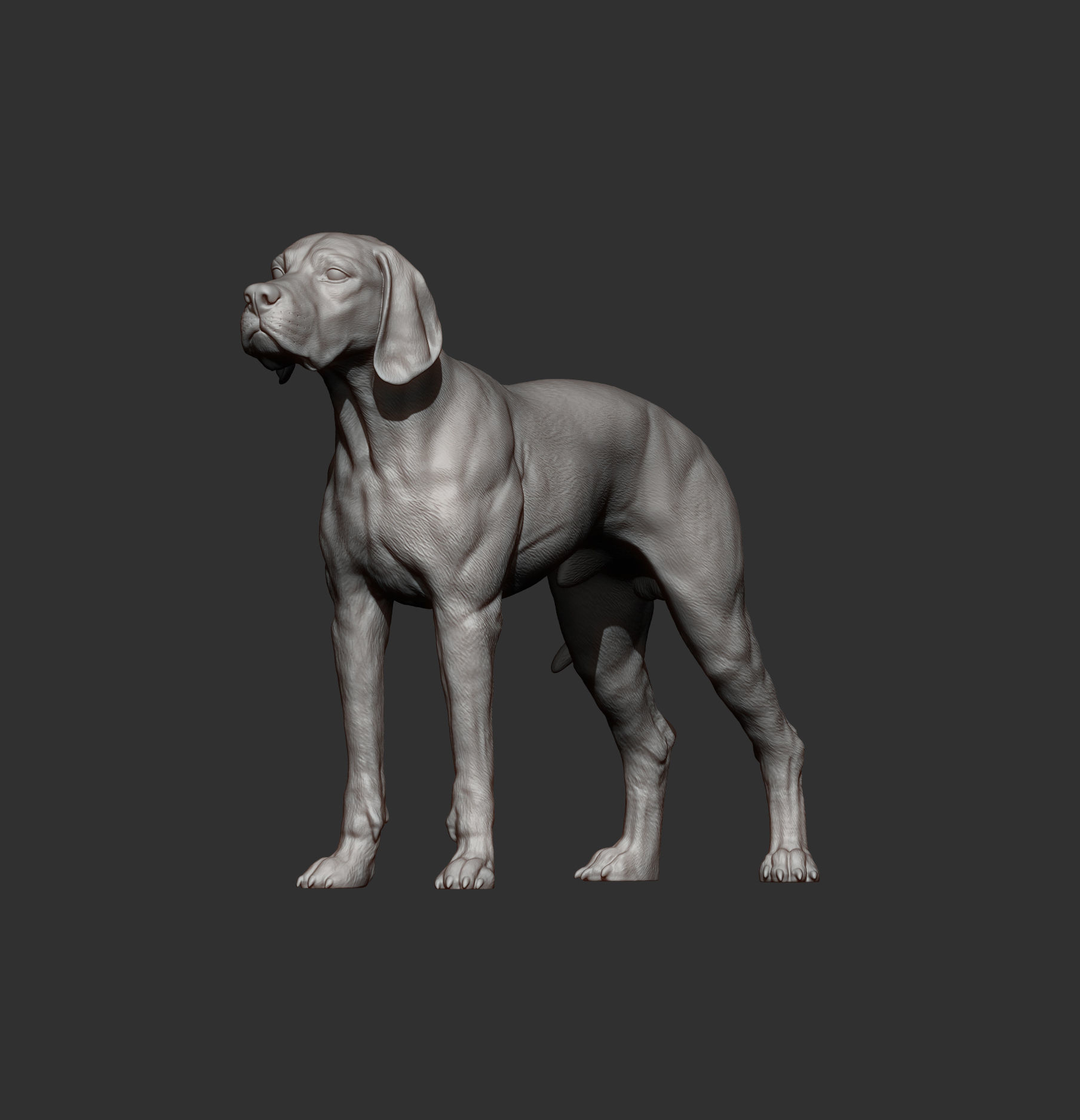 English Pointer 3D print model_10