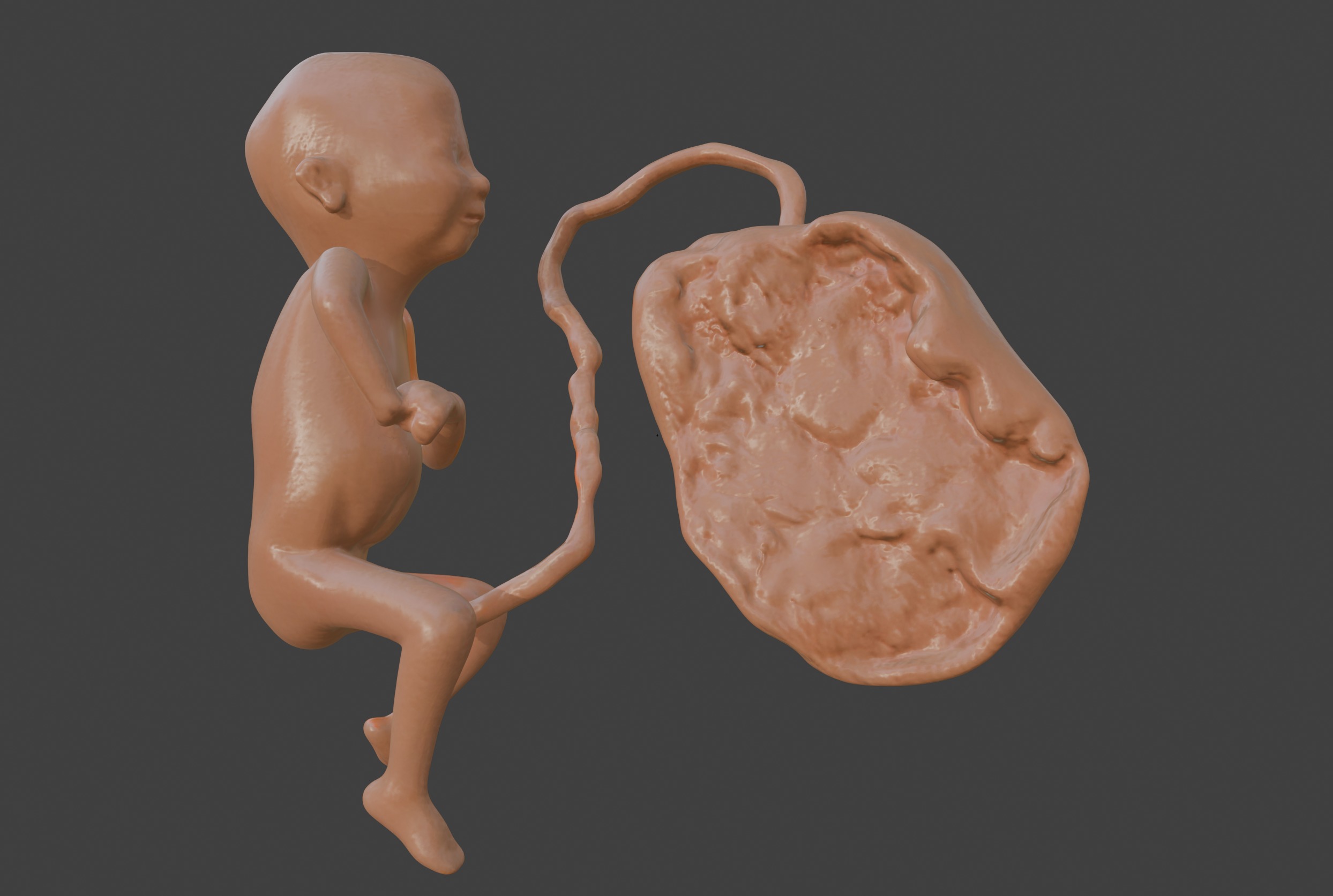 3D Model of Lifeform Human Fetus Replica - 5 Month Female 3D print model_7