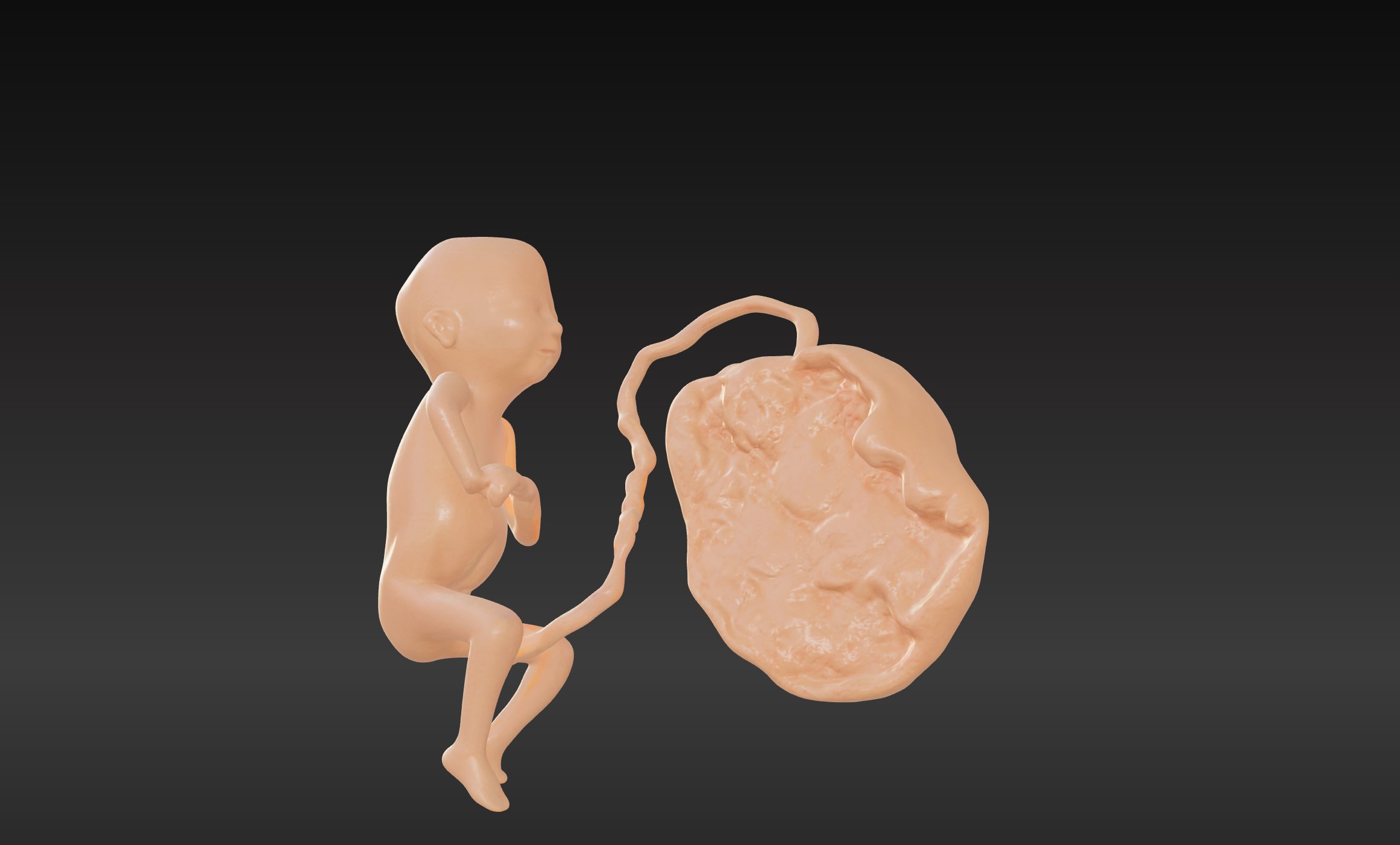 3D Model of Lifeform Human Fetus Replica - 5 Month Female 3D print model_1