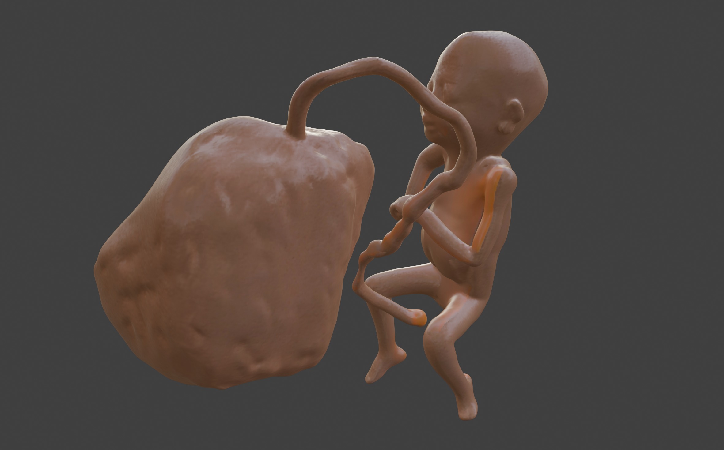 3D Model of Lifeform Human Fetus Replica - 5 Month Female 3D print model_6
