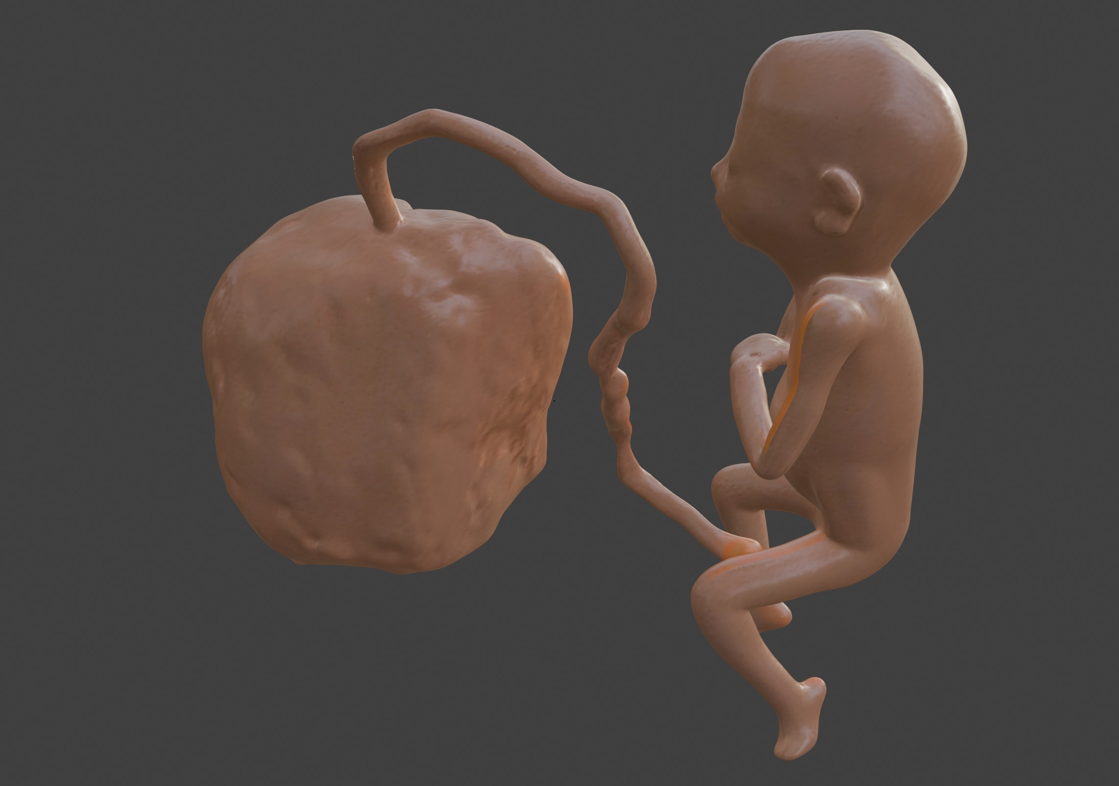 3D Model of Lifeform Human Fetus Replica - 5 Month Female 3D print model_5