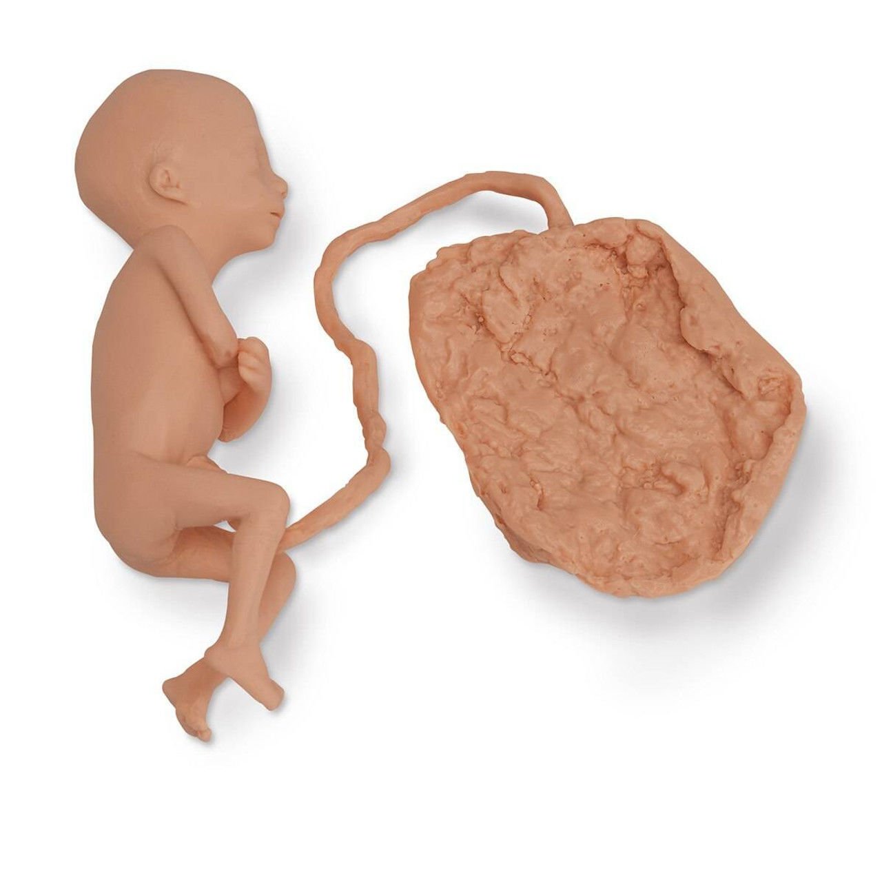 3D Model of Lifeform Human Fetus Replica - 5 Month Female 3D print model_16