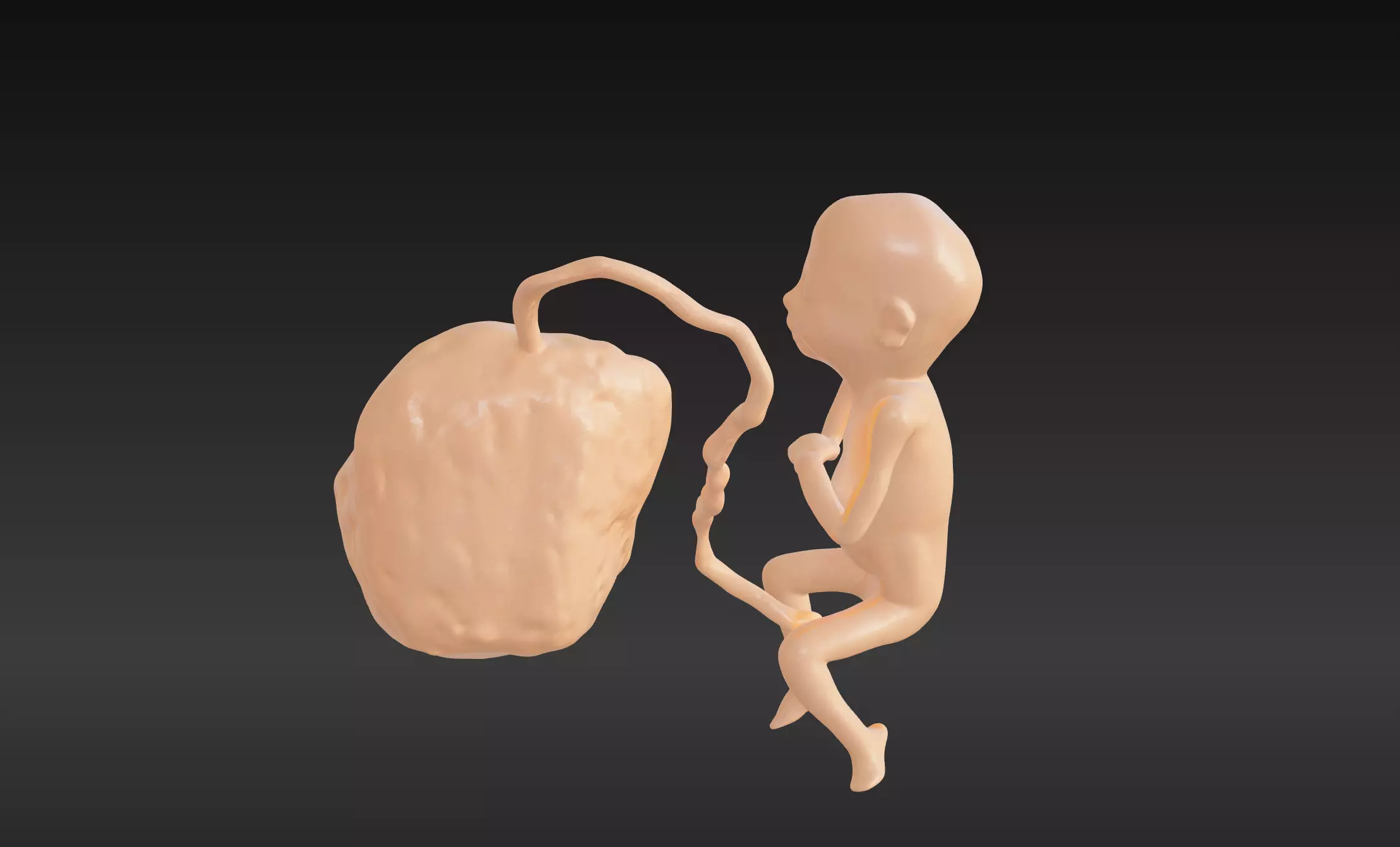 3D Model of Lifeform Human Fetus Replica - 5 Month Female 3D print model_0