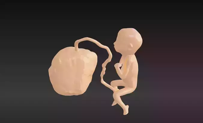 3D Model of Lifeform Human Fetus Replica - 5 Month Female 3D print model