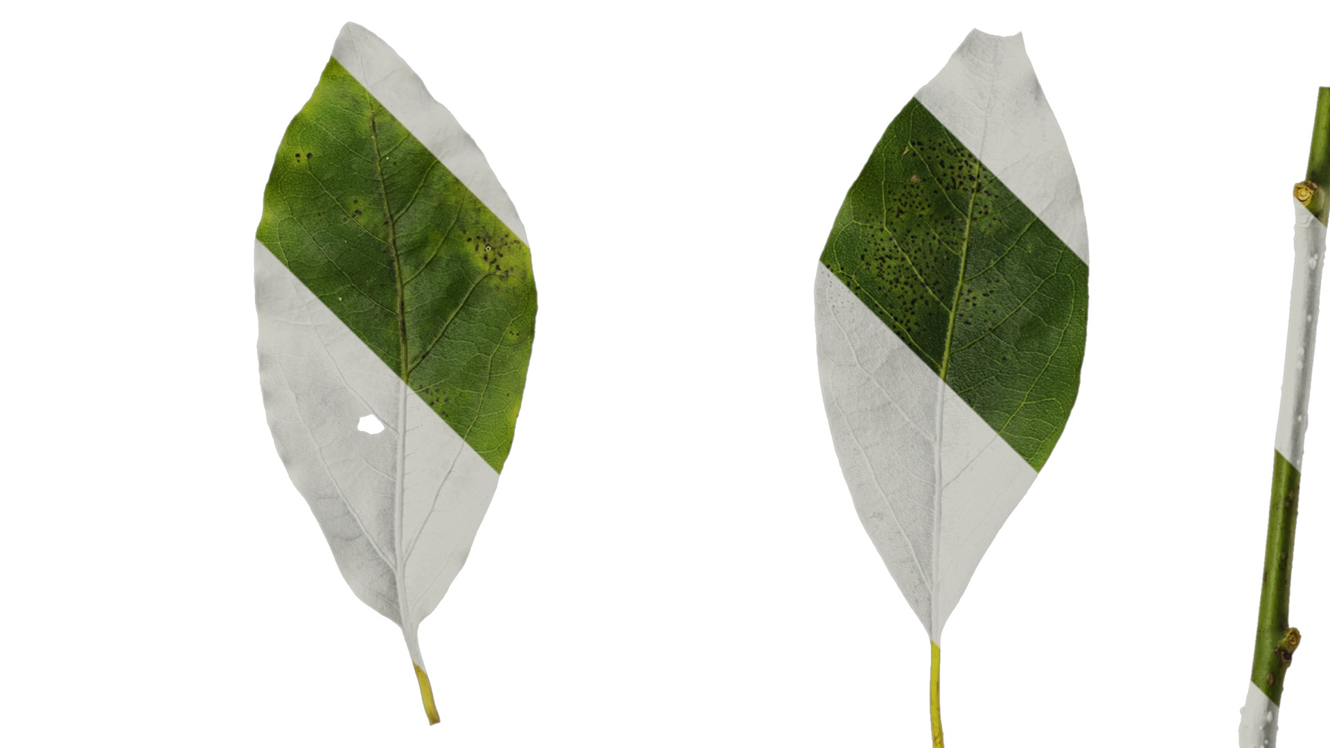 Anydrafts Malus yunnanensis Leaf 03 Texture_4