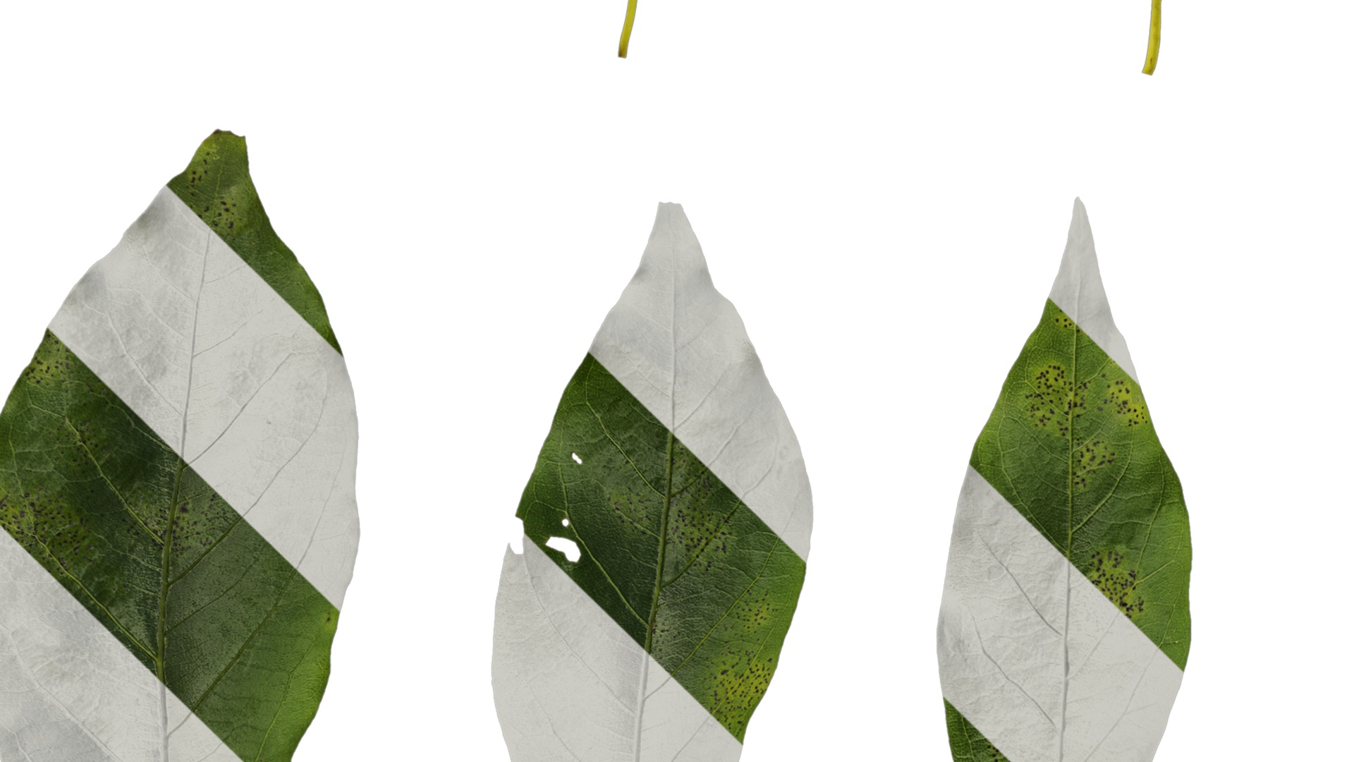 Anydrafts Malus yunnanensis Leaf 03 Texture_5