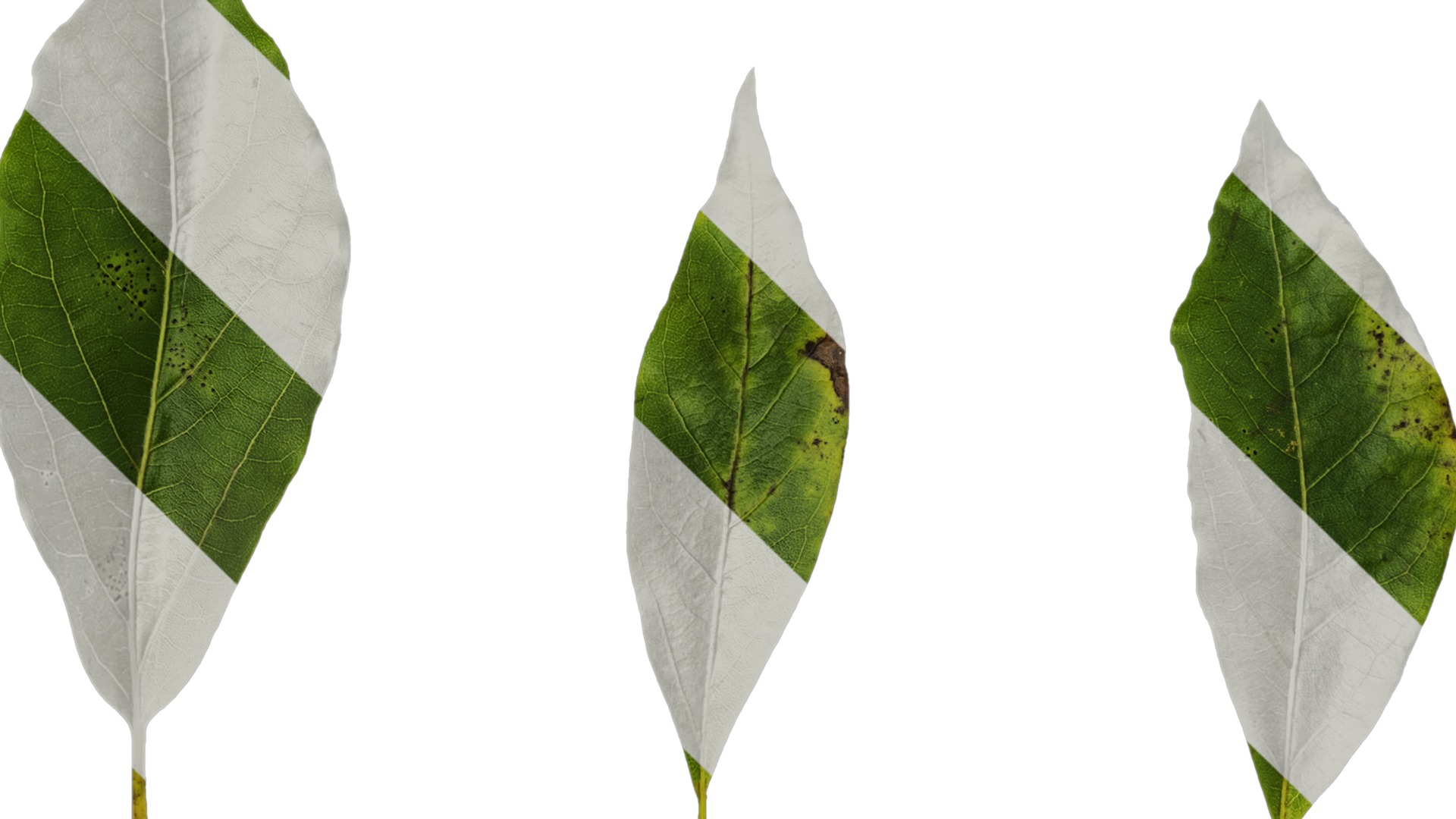 Anydrafts Malus yunnanensis Leaf 03 Texture_3