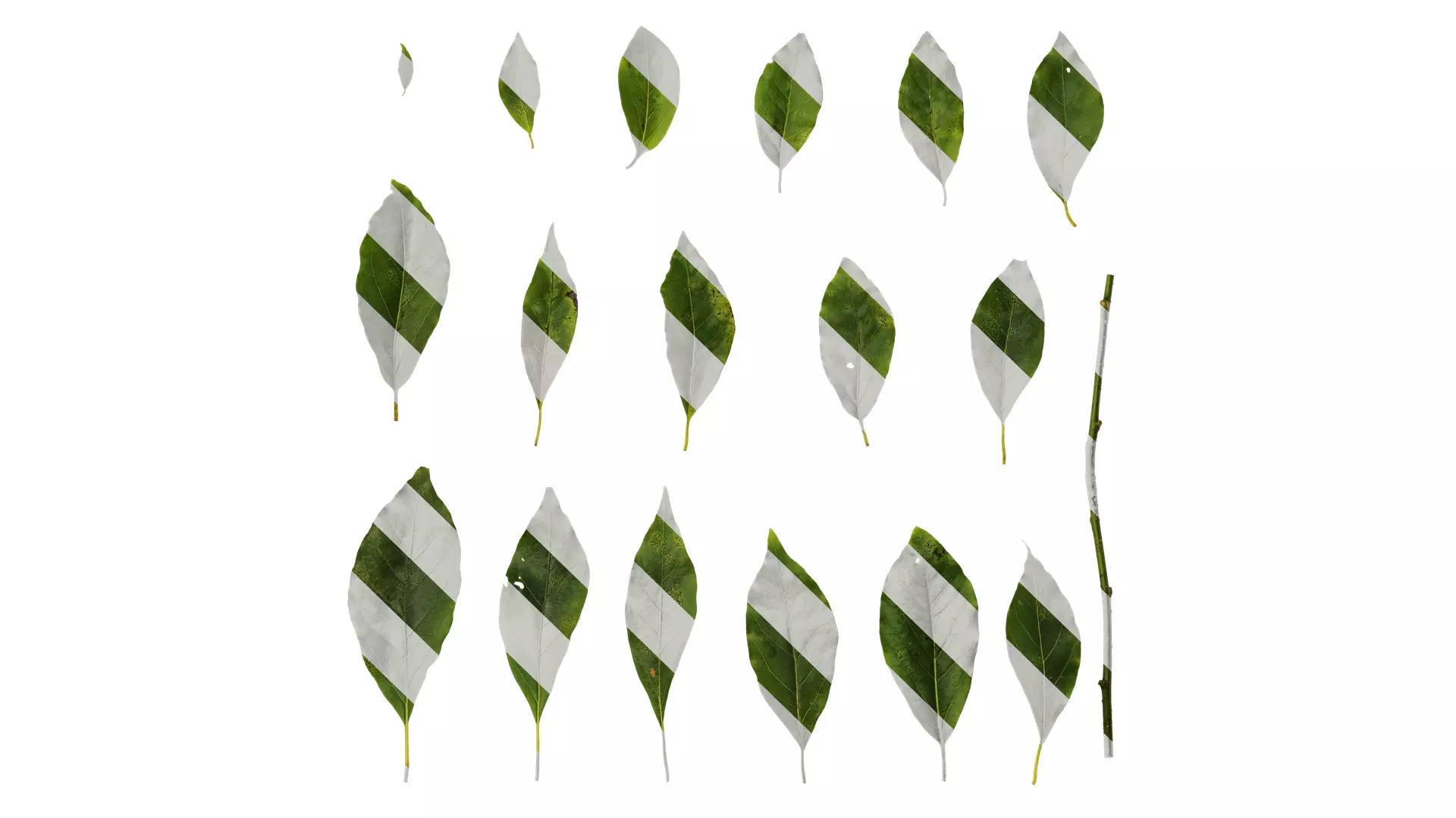 Anydrafts Malus yunnanensis Leaf 03 Texture_0