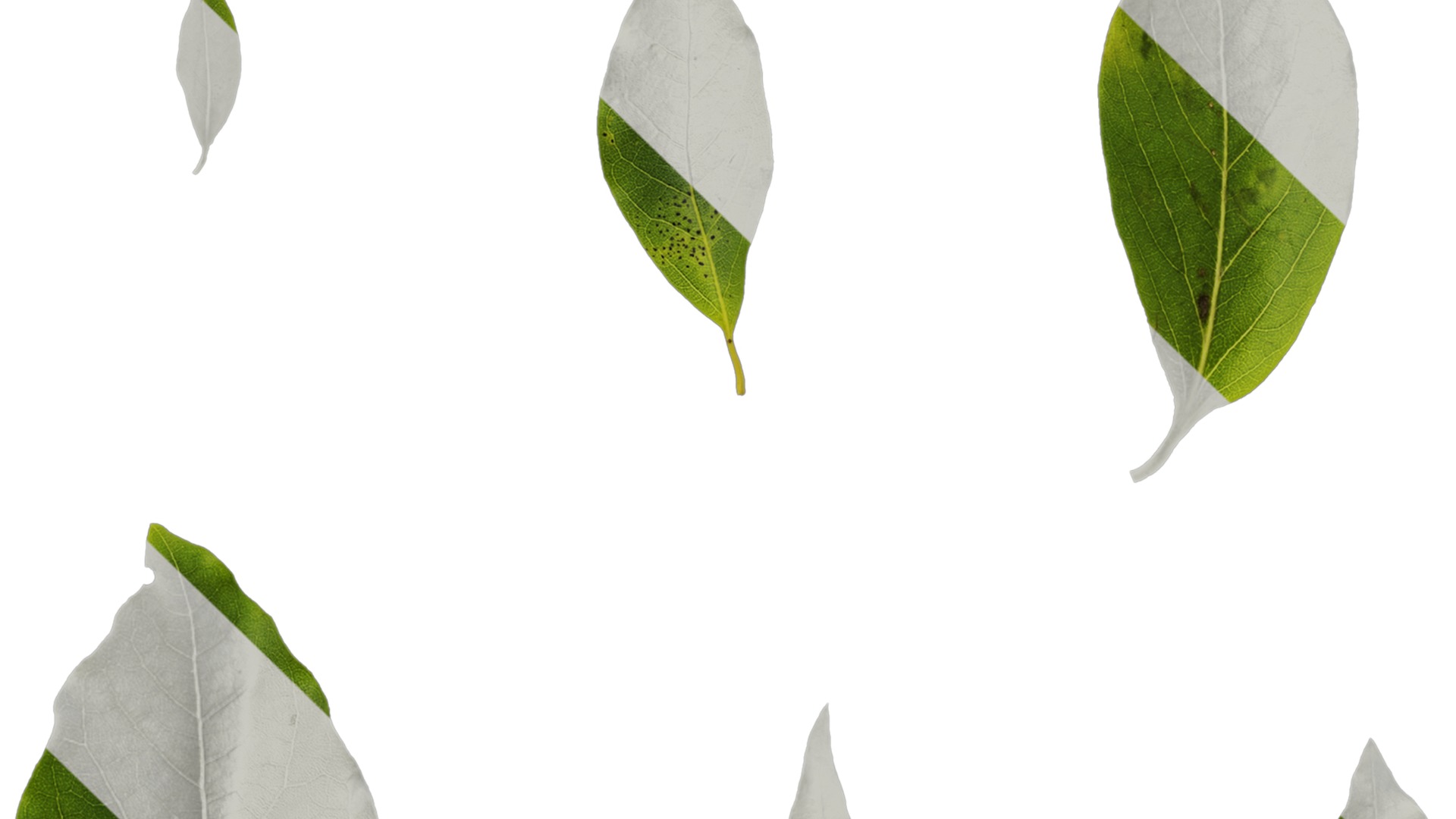 Anydrafts Malus yunnanensis Leaf 03 Texture_1