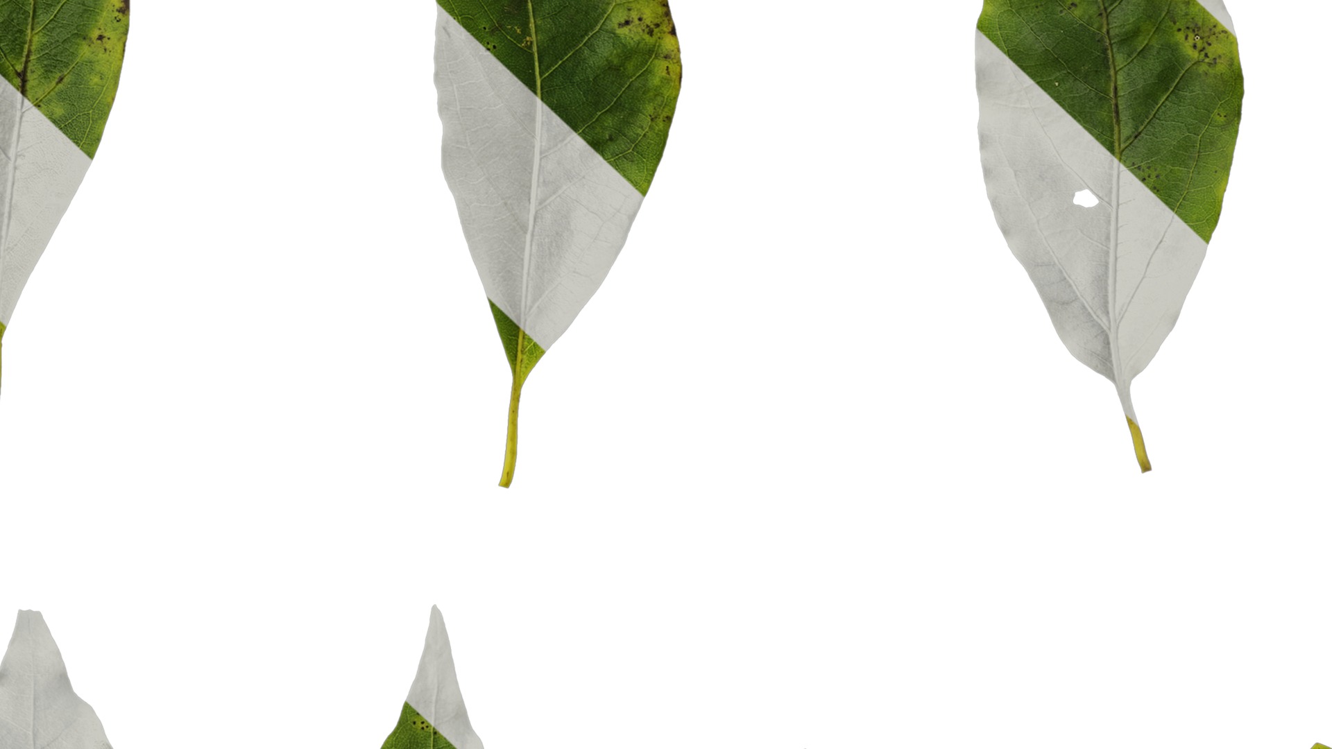 Anydrafts Malus yunnanensis Leaf 03 Texture_7