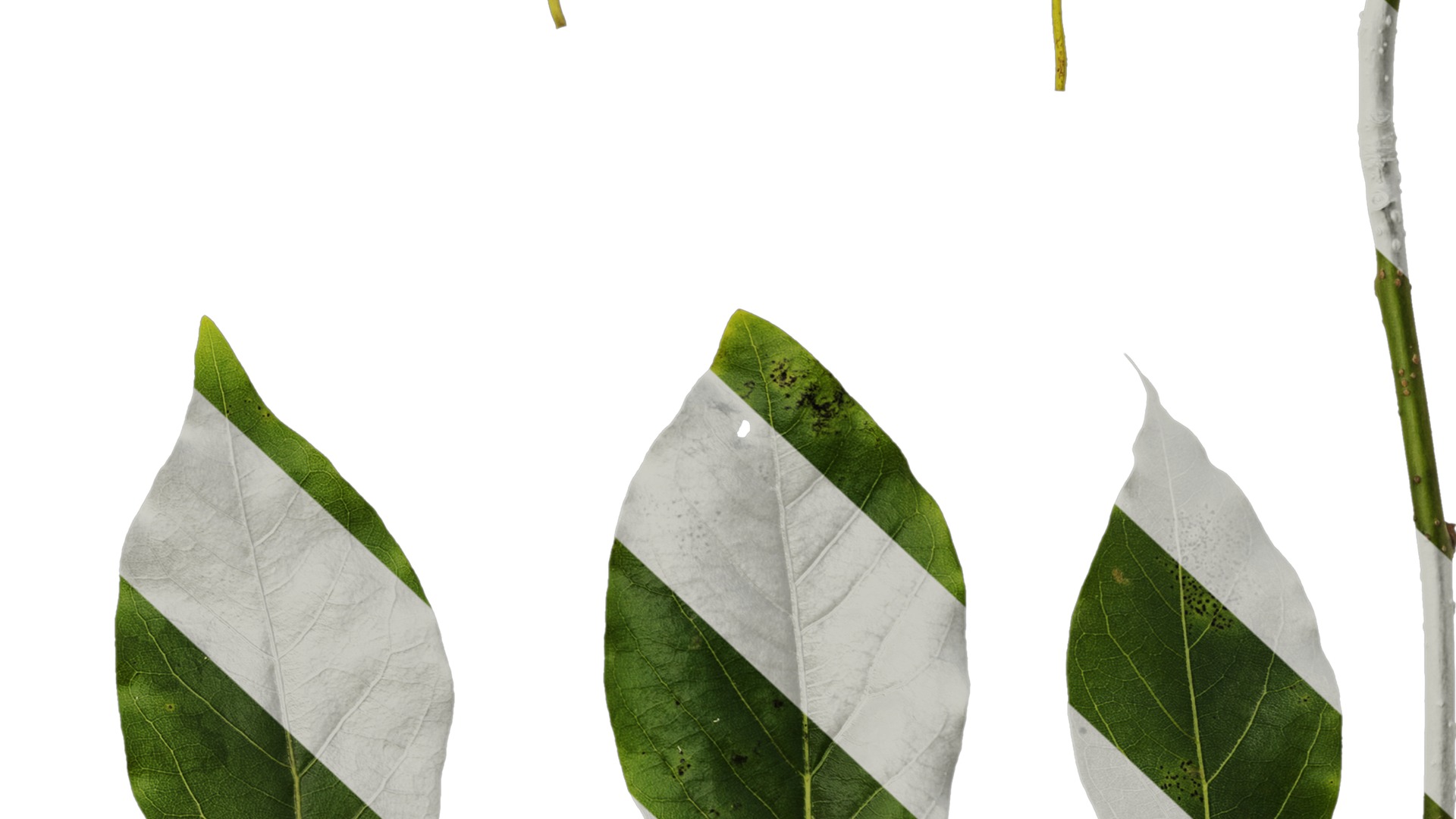 Anydrafts Malus yunnanensis Leaf 03 Texture_6