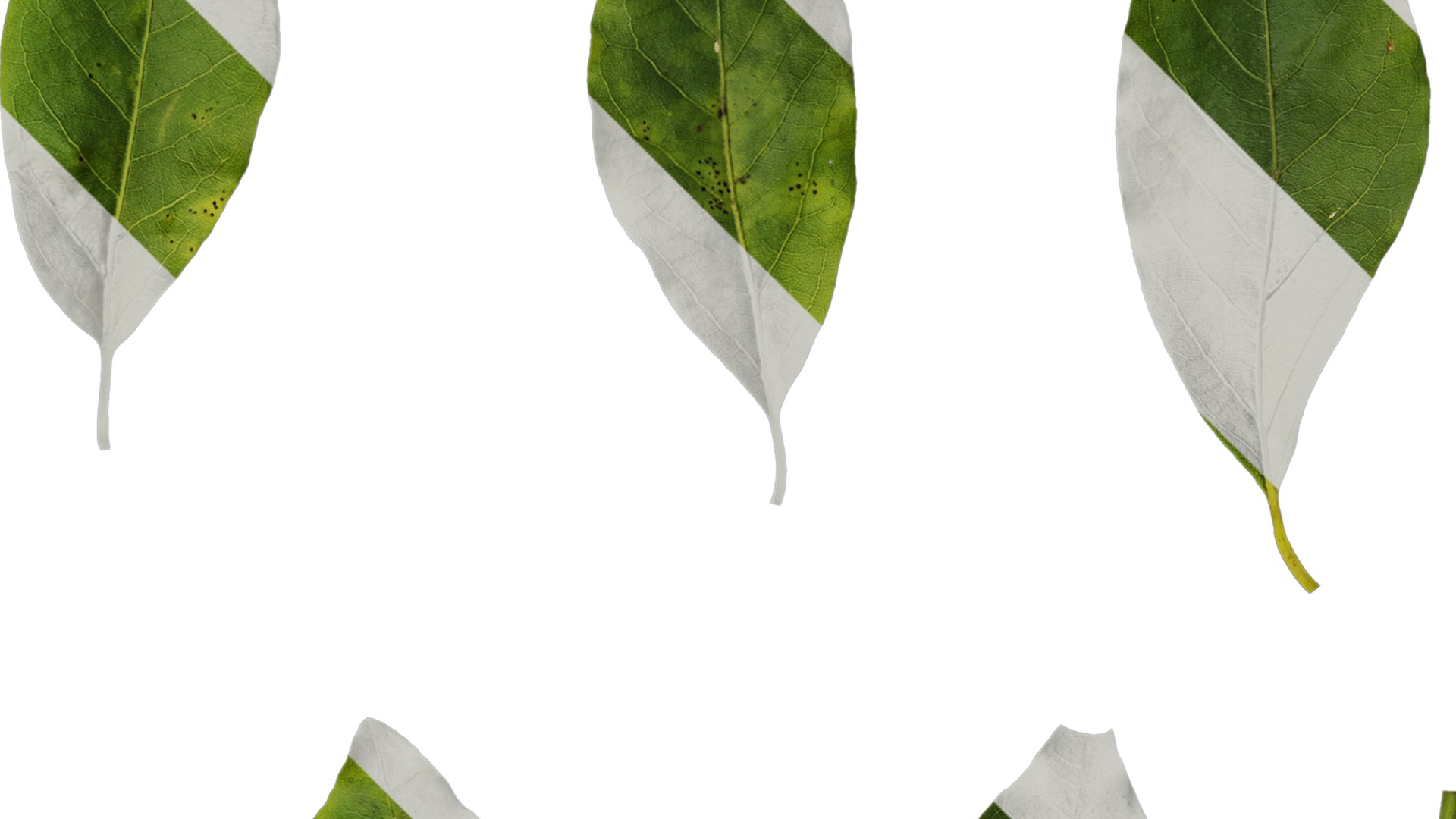 Anydrafts Malus yunnanensis Leaf 03 Texture_2