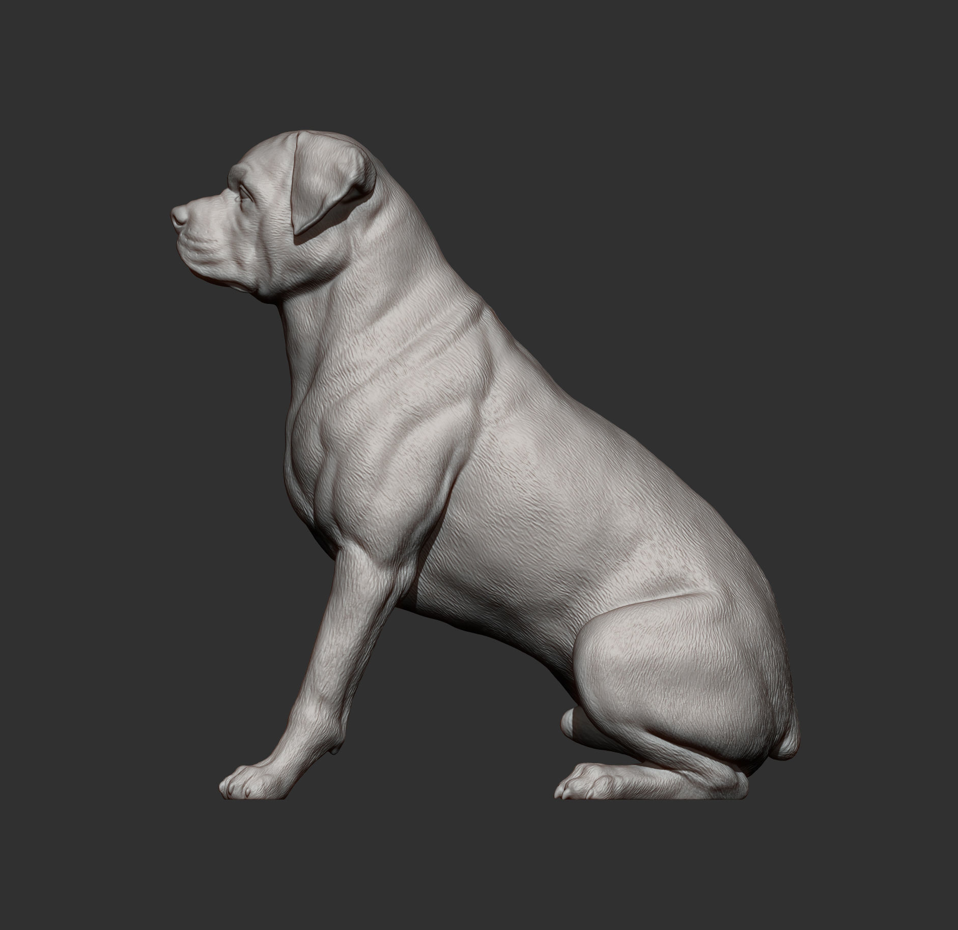 Rottweiler is sitting 3D print model_5