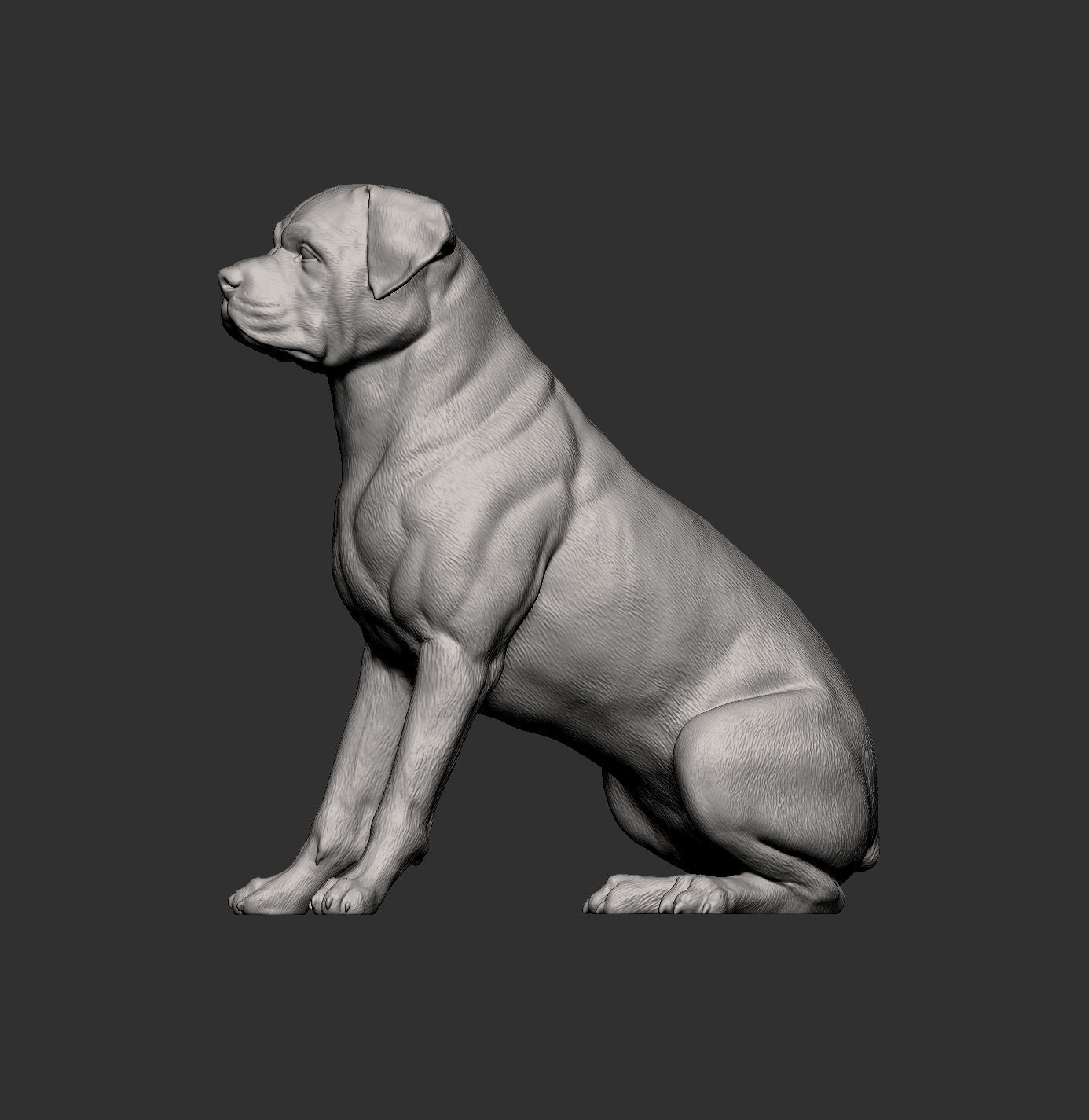Rottweiler is sitting 3D print model_4
