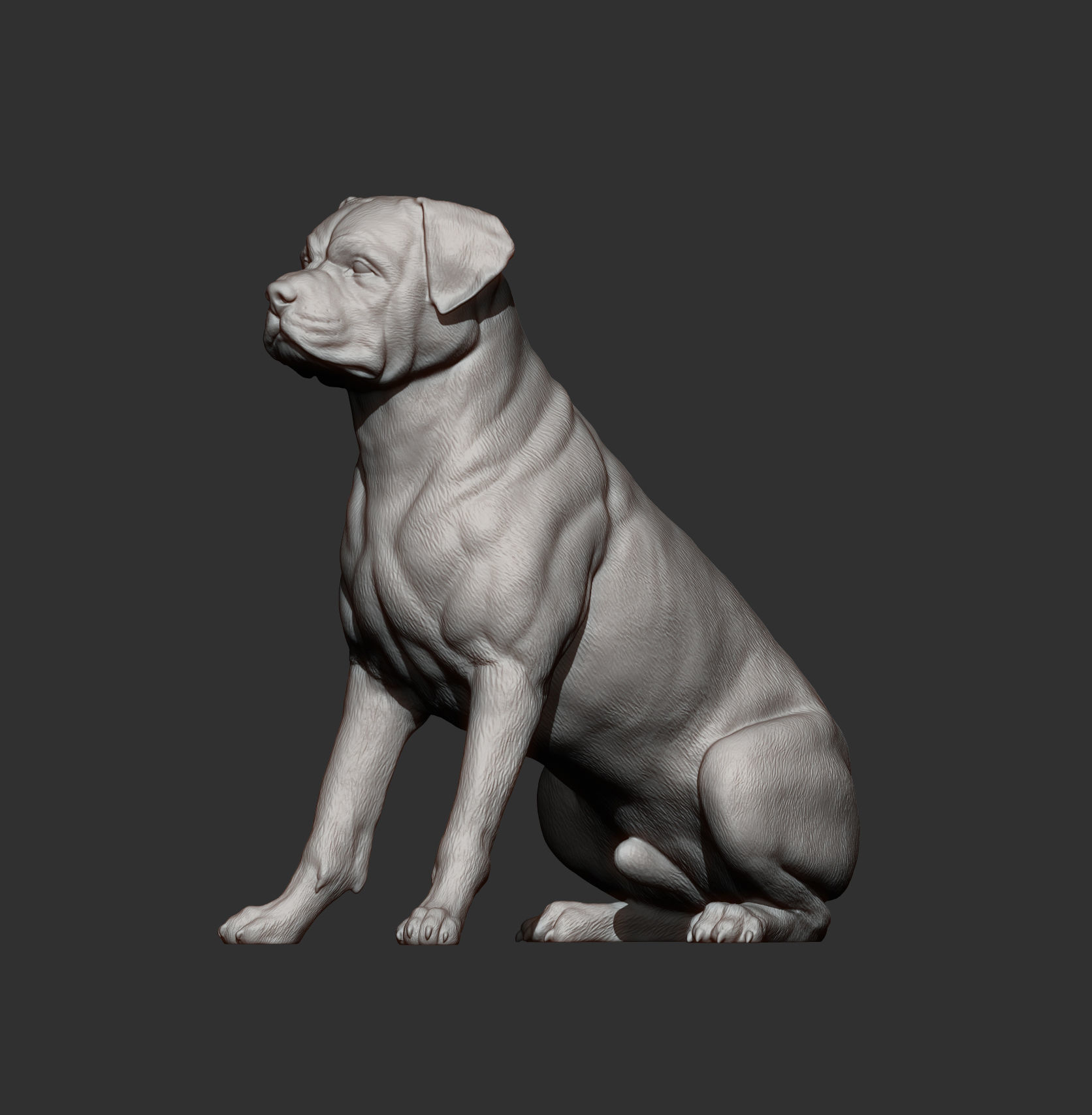 Rottweiler is sitting 3D print model_8