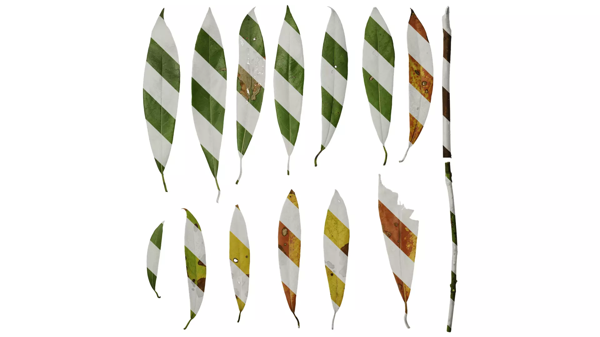 Anydrafts Manglietia fordiana Leaf 01 Texture_0