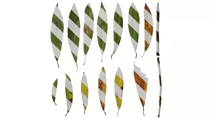 Anydrafts Manglietia fordiana Leaf 01