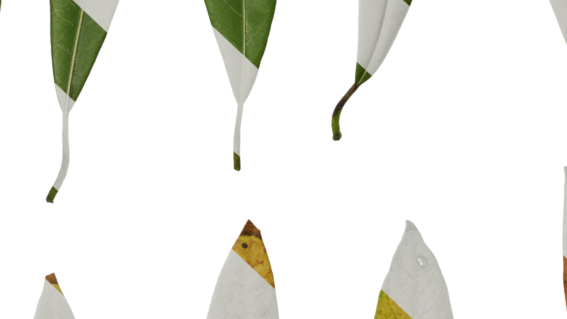 Anydrafts Manglietia fordiana Leaf 01 Texture_7