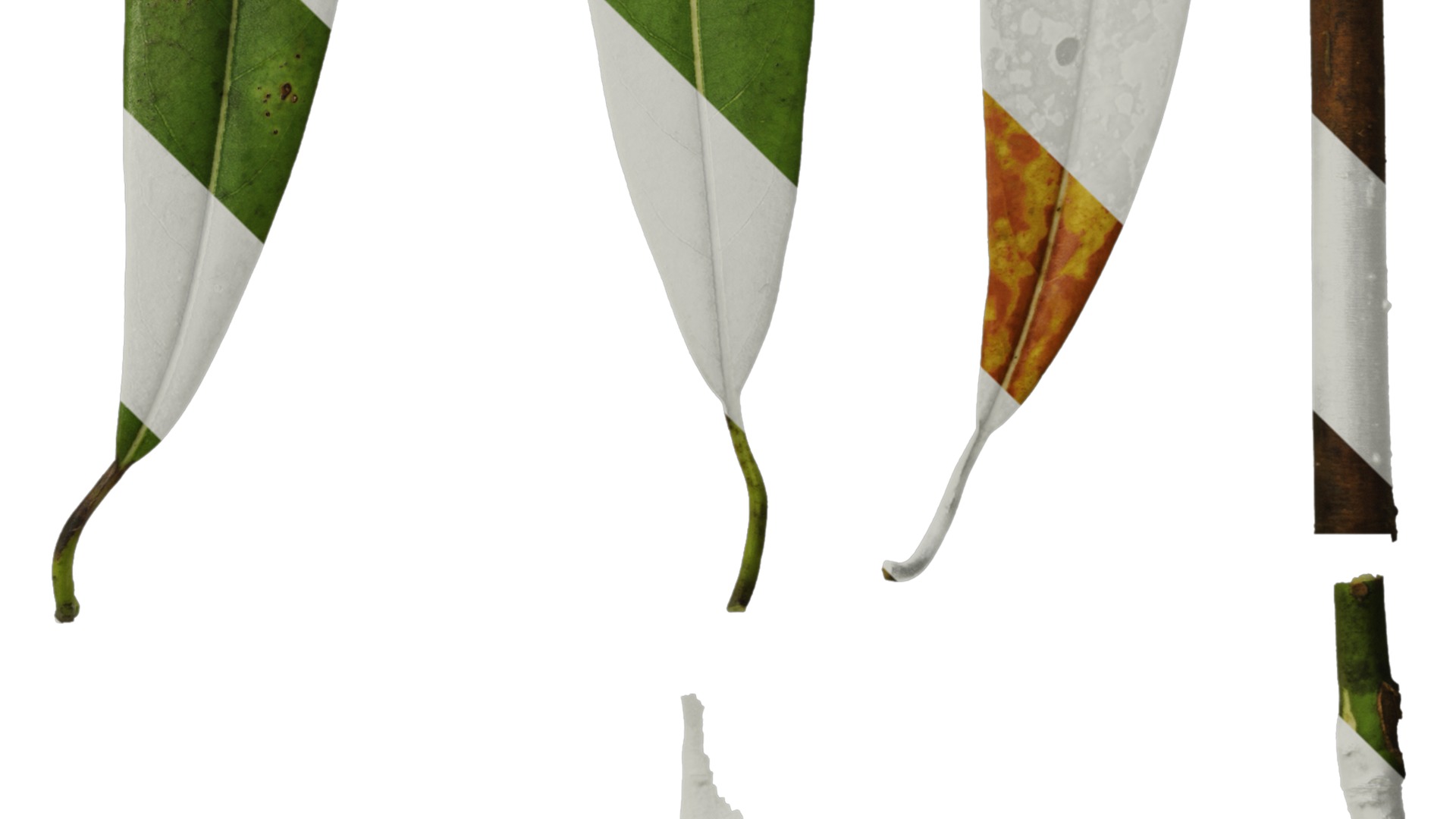 Anydrafts Manglietia fordiana Leaf 01 Texture_4