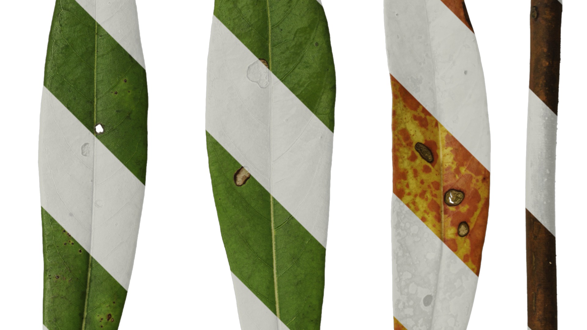 Anydrafts Manglietia fordiana Leaf 01 Texture_2