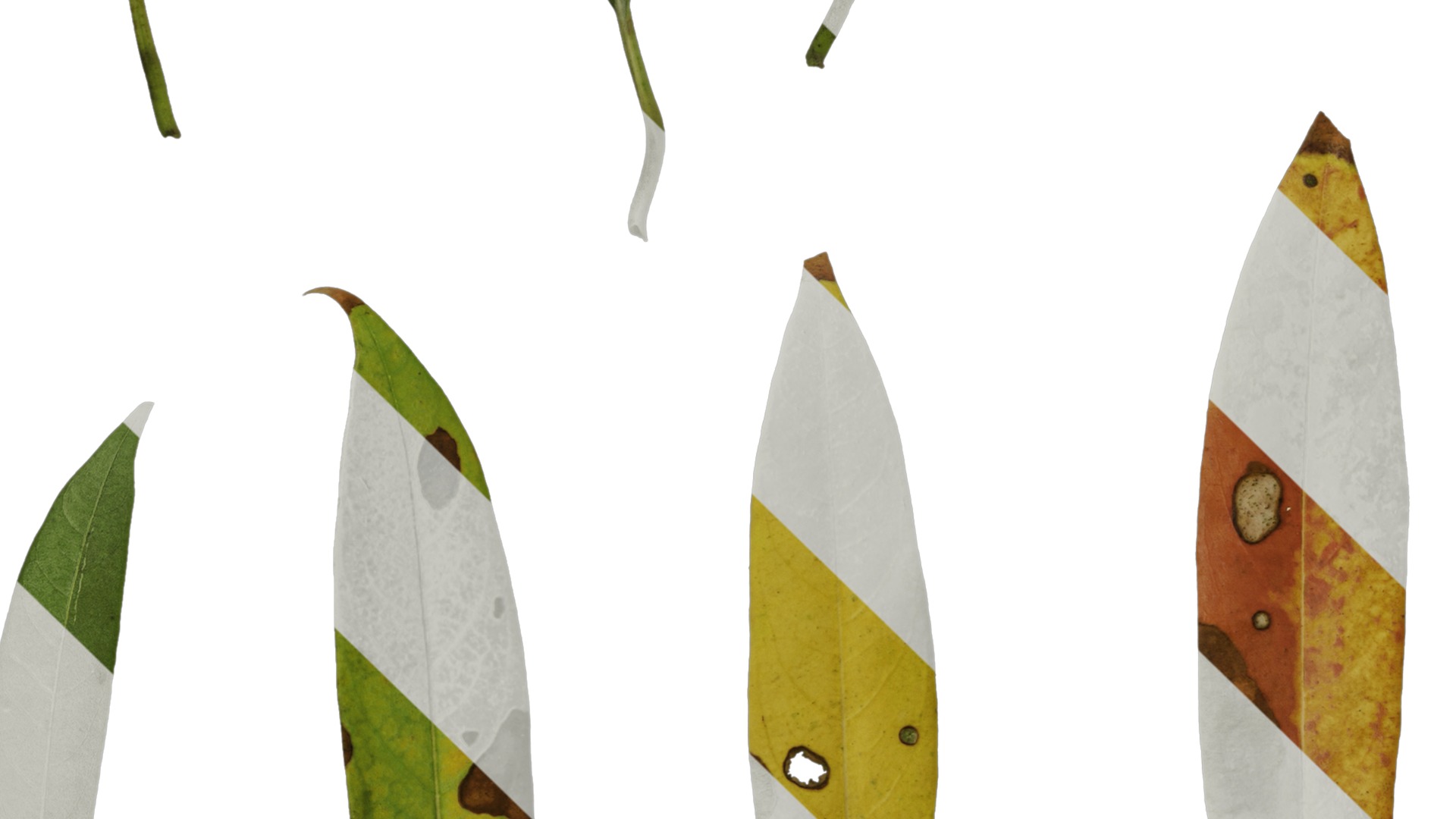 Anydrafts Manglietia fordiana Leaf 01 Texture_5