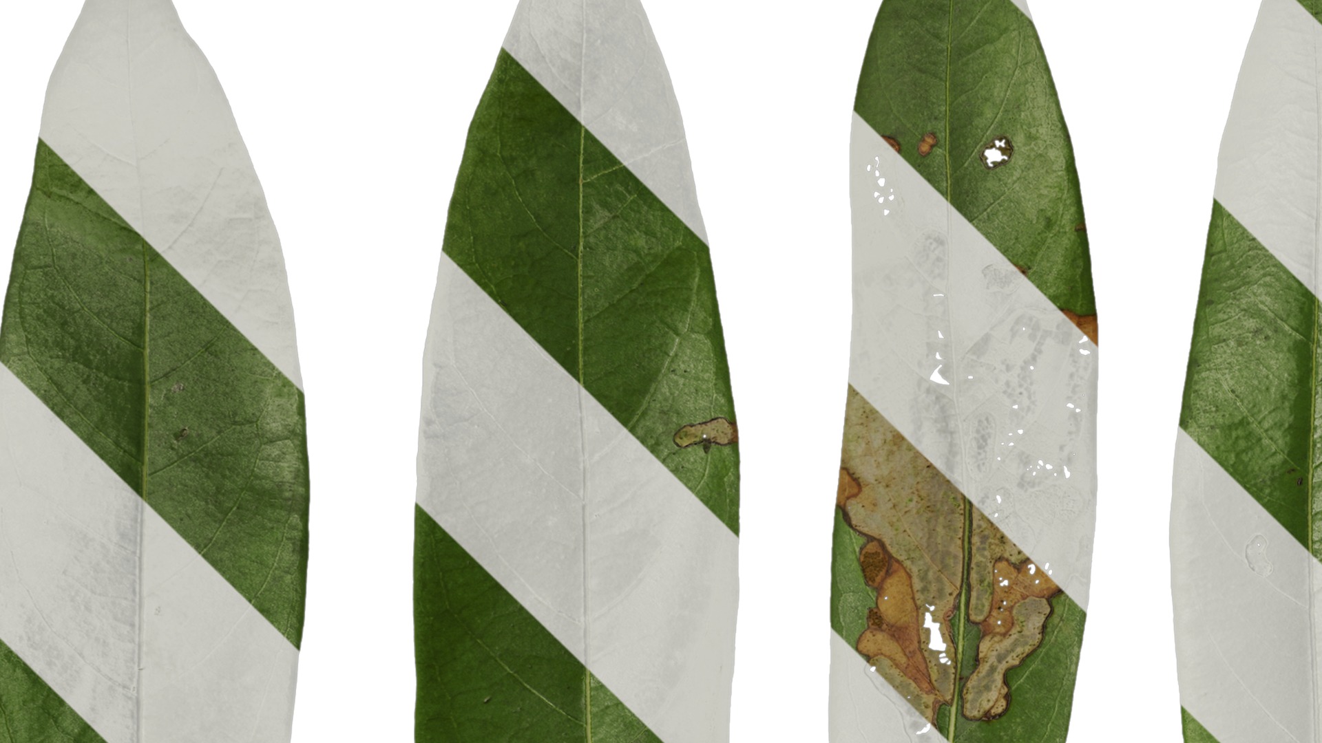 Anydrafts Manglietia fordiana Leaf 01 Texture_1