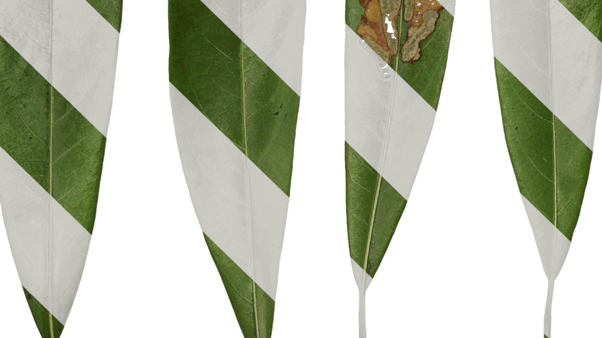 Anydrafts Manglietia fordiana Leaf 01 Texture_3