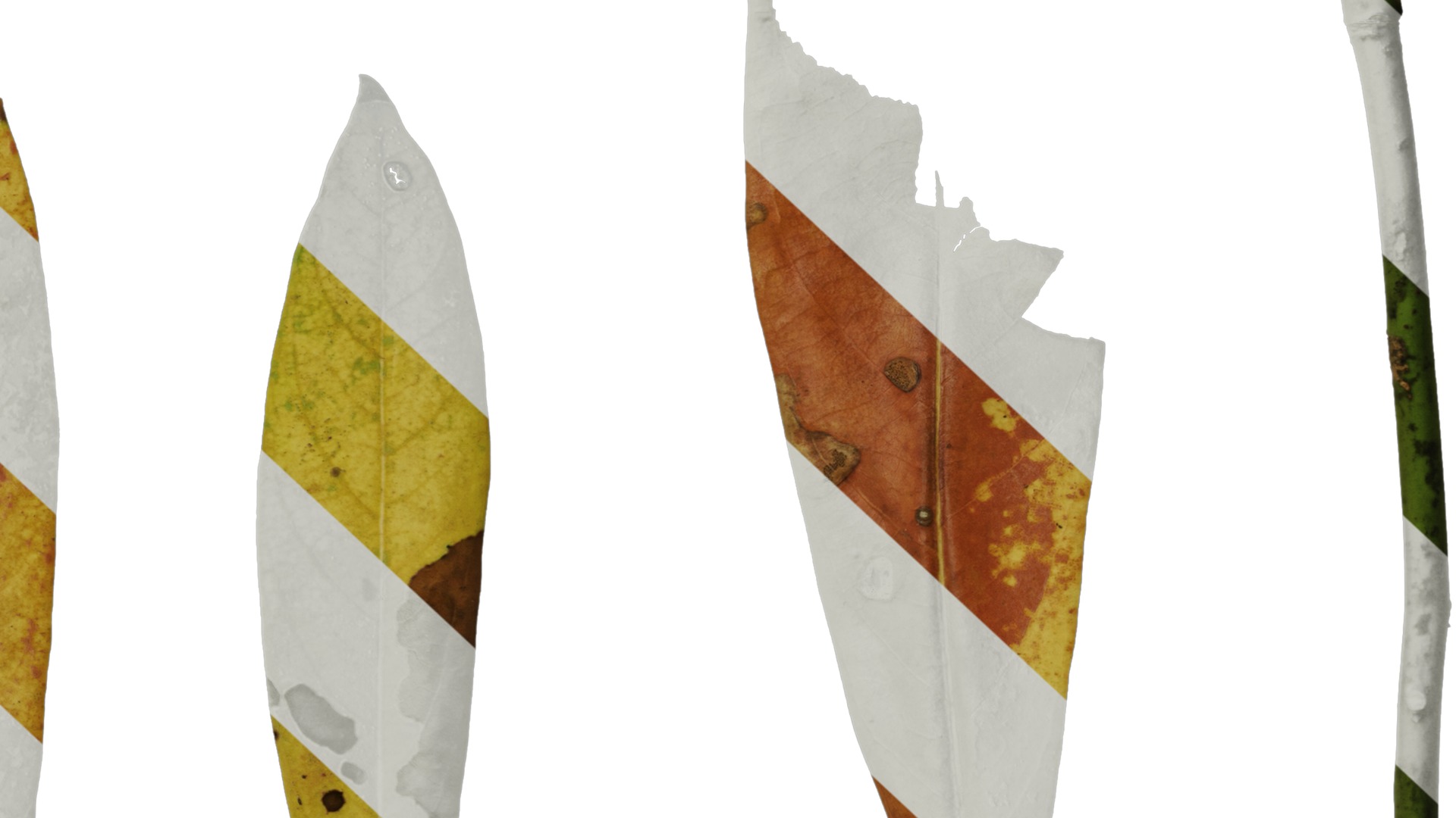 Anydrafts Manglietia fordiana Leaf 01 Texture_6