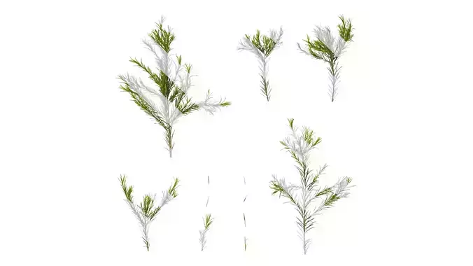 Anydrafts Melaleuca alternifolia Atlas 01