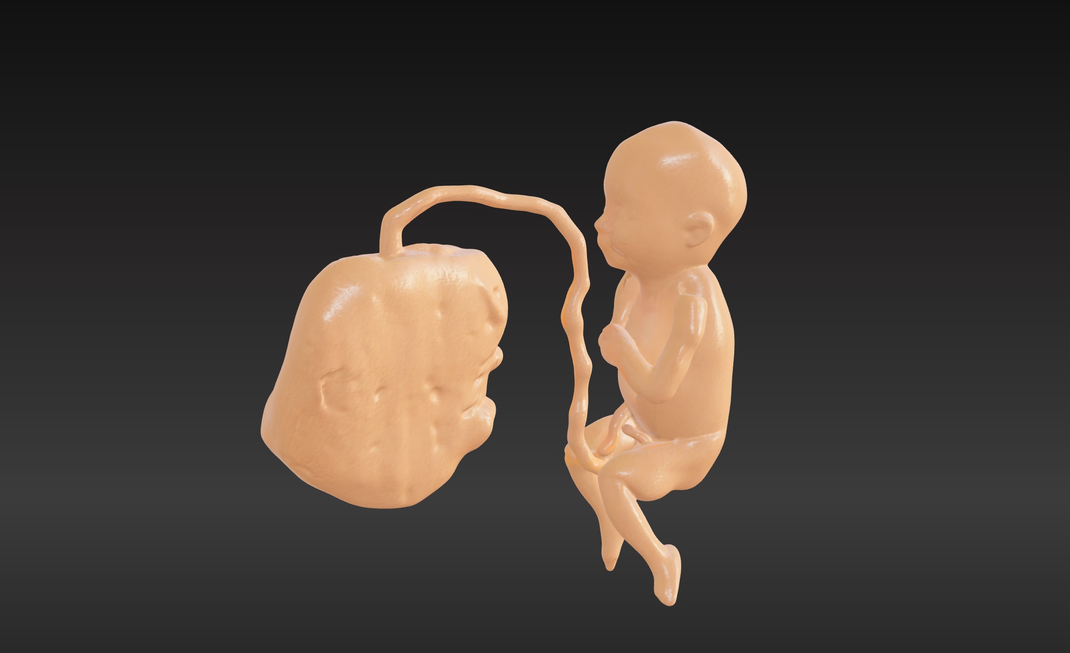 3D Model of Lifeform Human Fetus Replica - 5 Month Male 3D print model_9