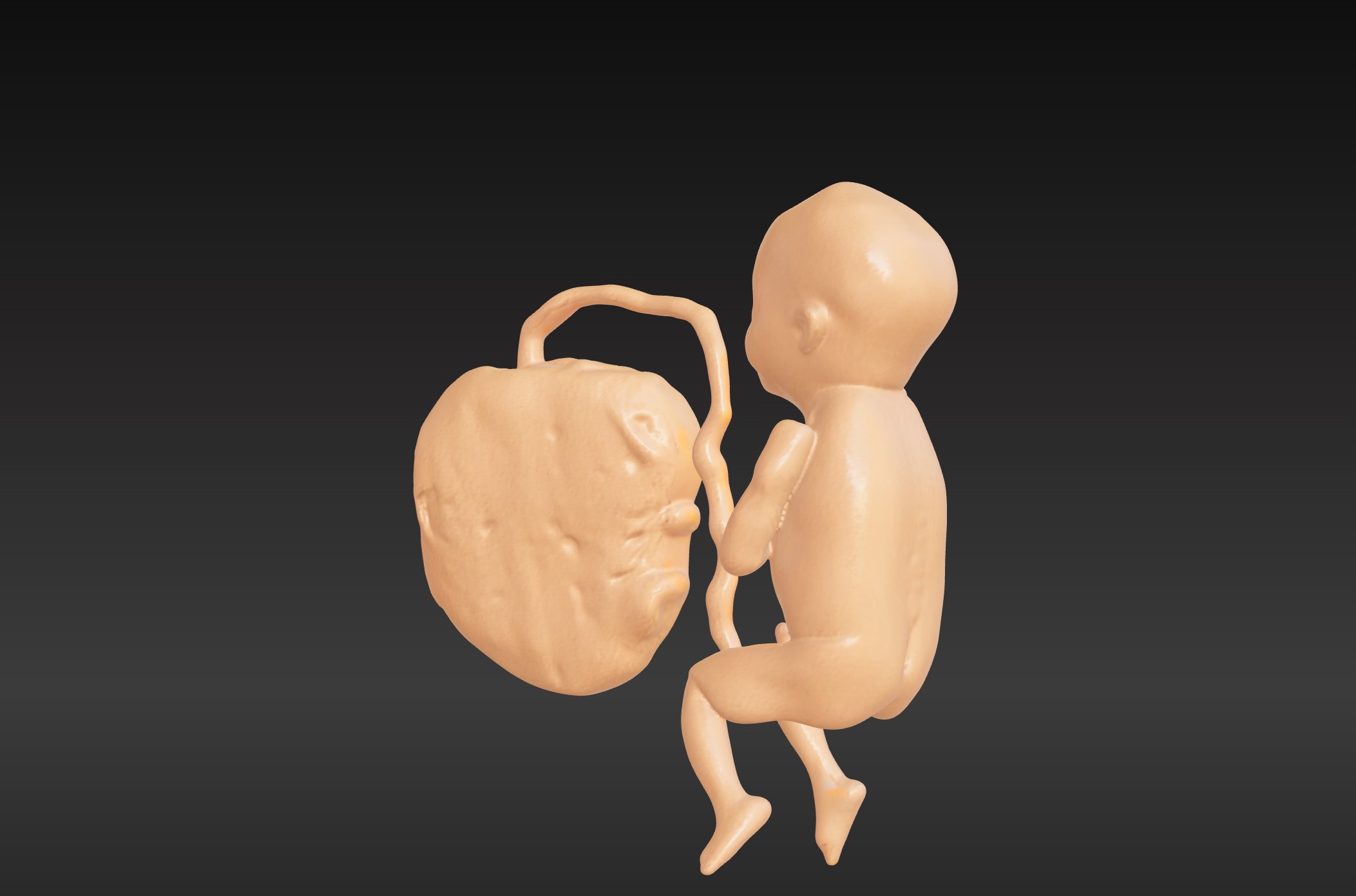 3D Model of Lifeform Human Fetus Replica - 5 Month Male 3D print model_10