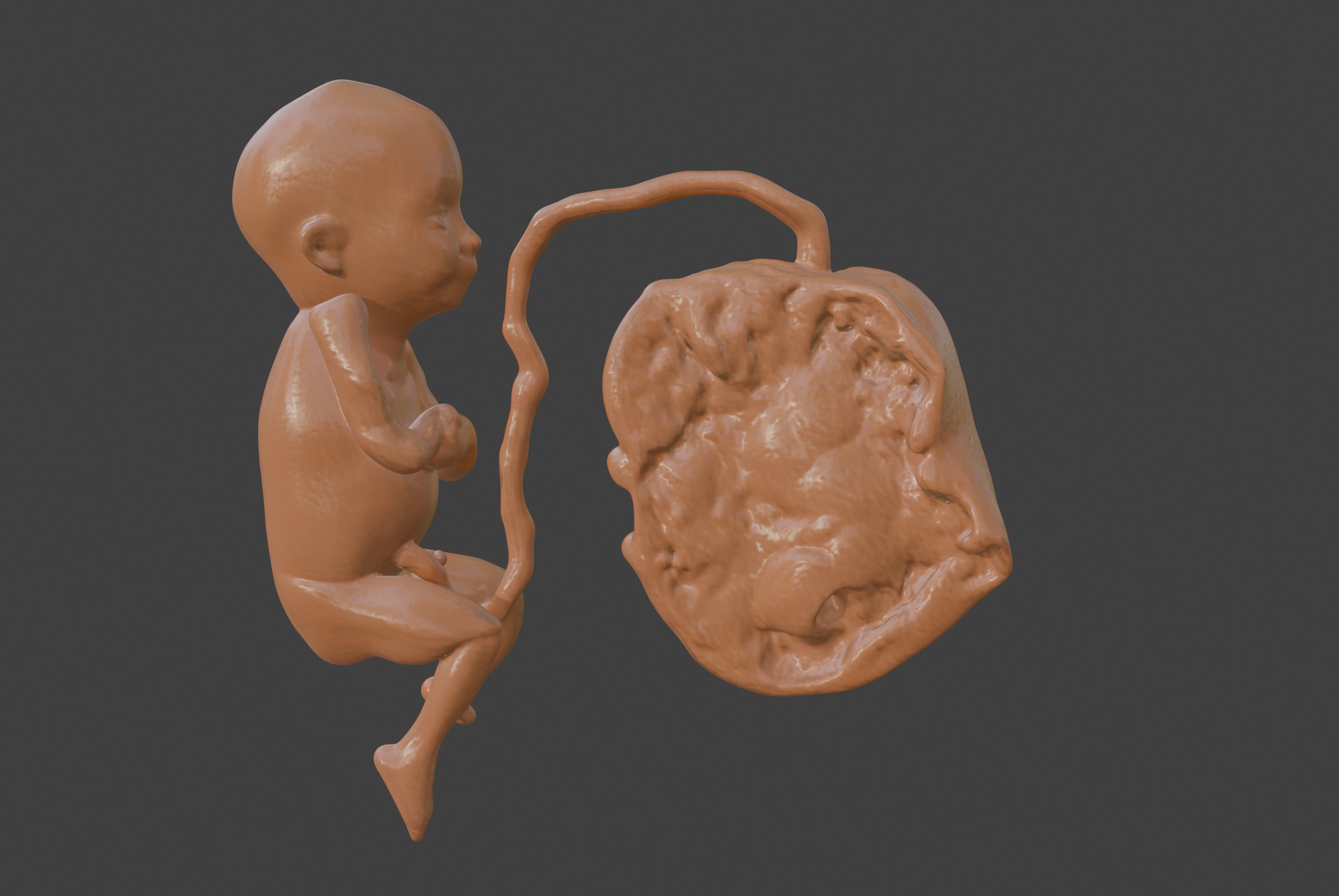 3D Model of Lifeform Human Fetus Replica - 5 Month Male 3D print model_15