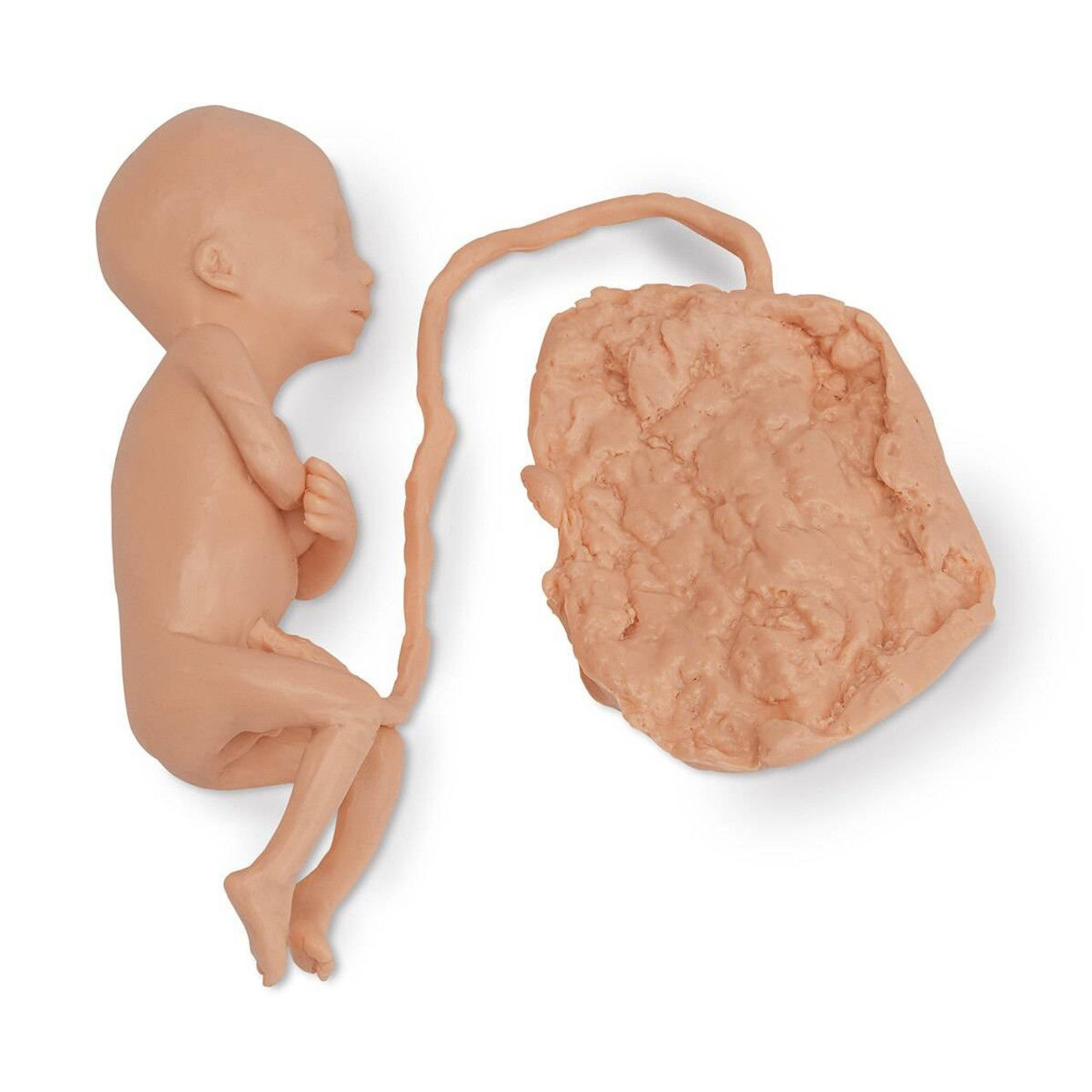 3D Model of Lifeform Human Fetus Replica - 5 Month Male 3D print model_17