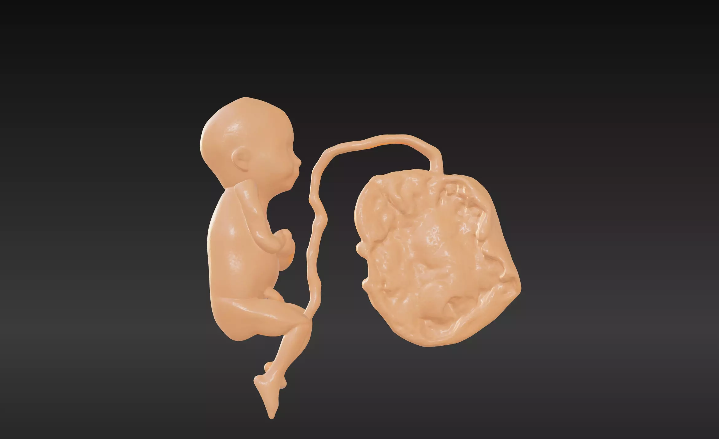 3D Model of Lifeform Human Fetus Replica - 5 Month Male 3D print model_0
