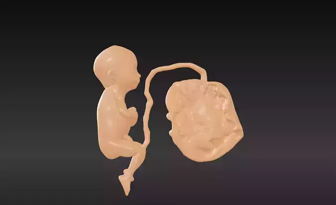3D Model of Lifeform Human Fetus Replica - 5 Month Male 3D print model