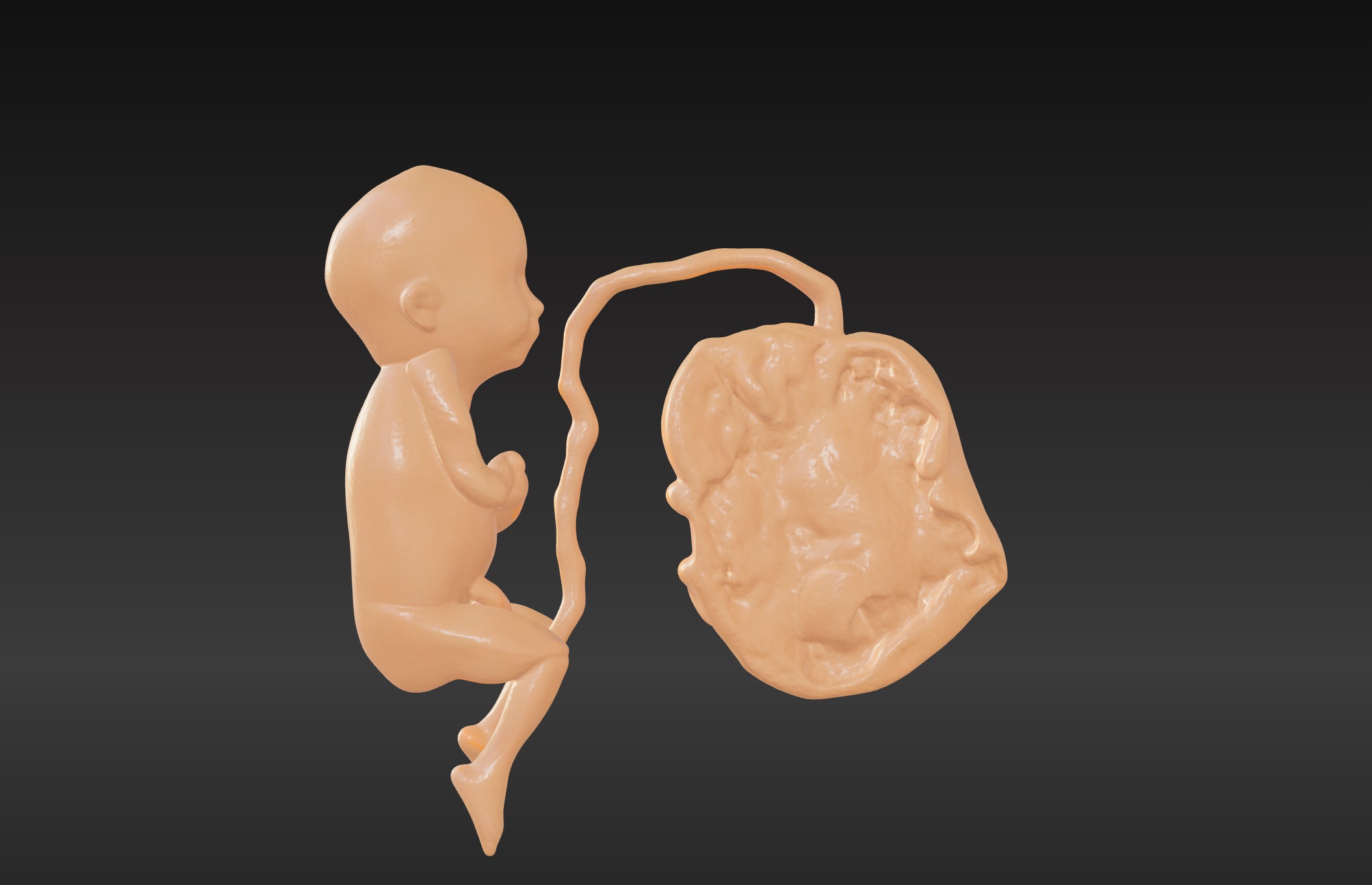 3D Model of Lifeform Human Fetus Replica - 5 Month Male 3D print model_11