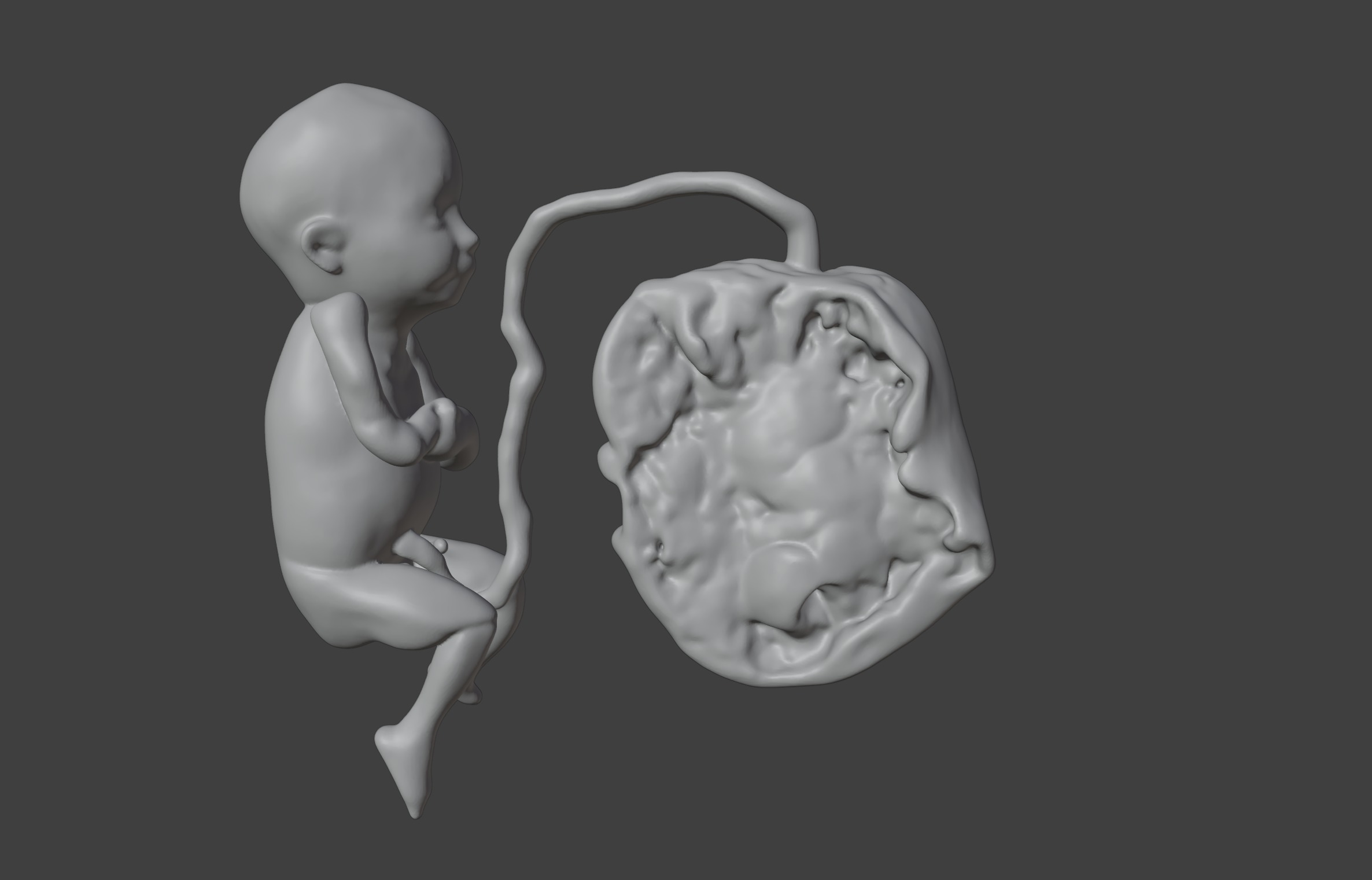 3D Model of Lifeform Human Fetus Replica - 5 Month Male 3D print model_6
