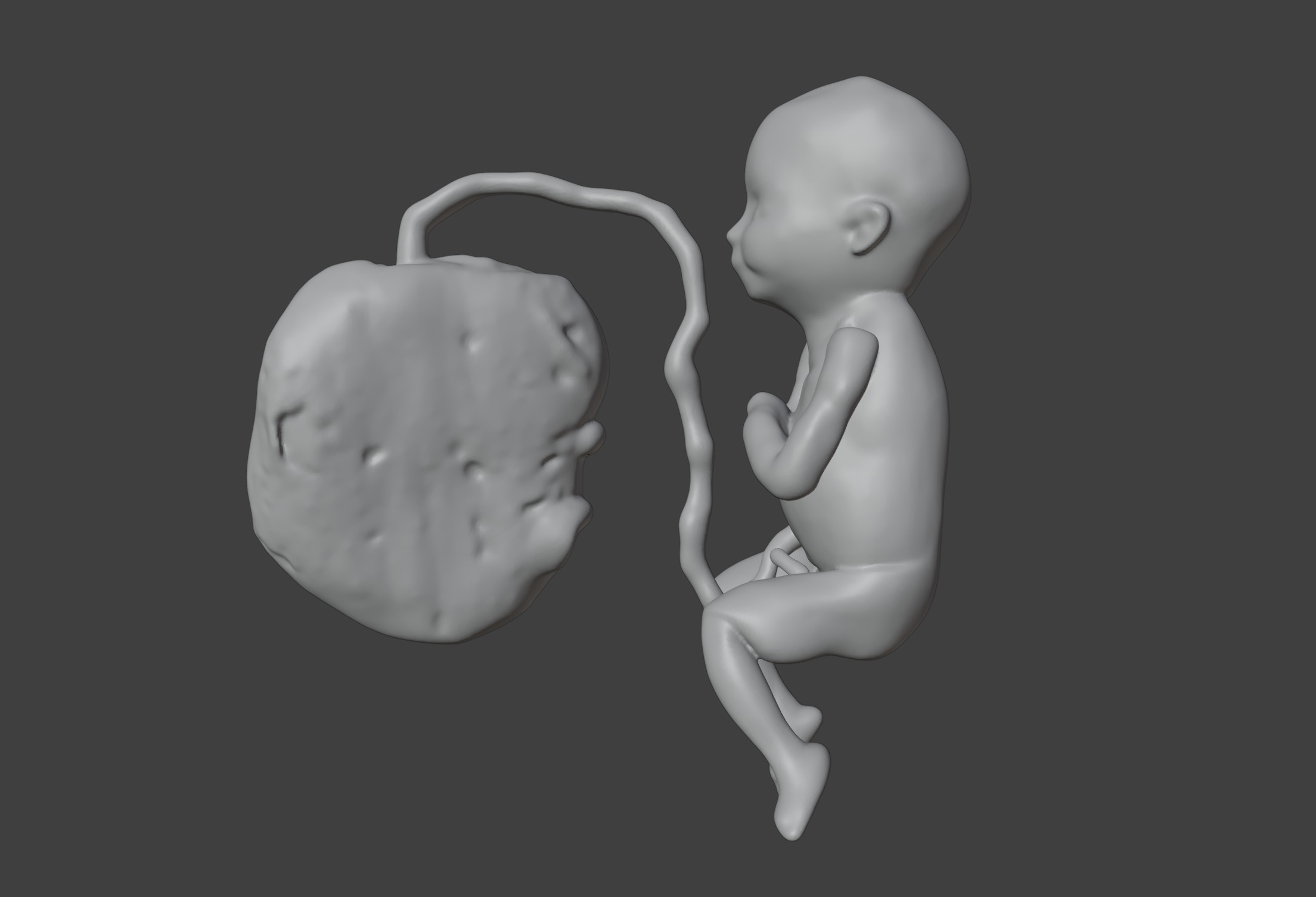 3D Model of Lifeform Human Fetus Replica - 5 Month Male 3D print model_7