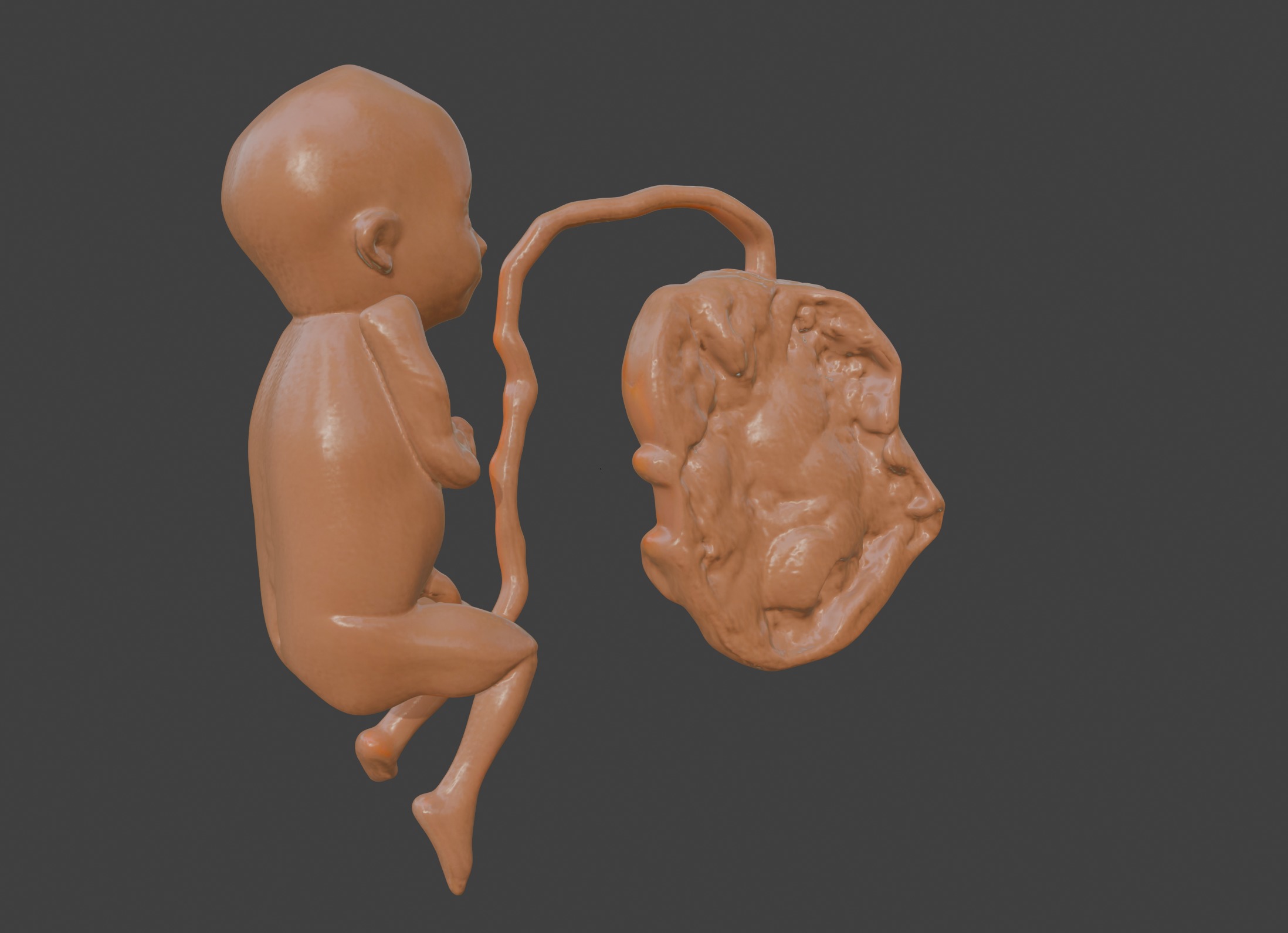 3D Model of Lifeform Human Fetus Replica - 5 Month Male 3D print model_14